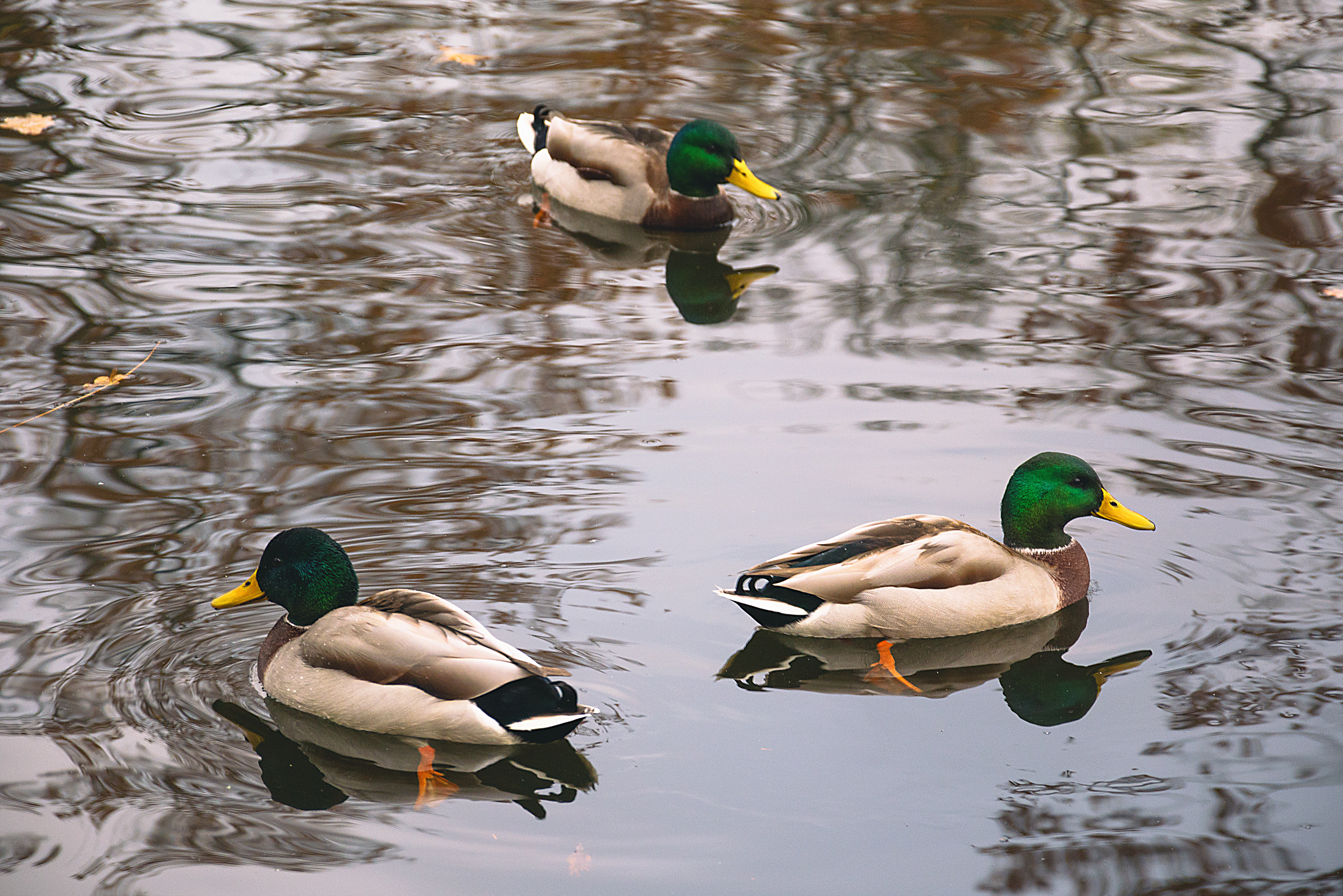 Free Image: Three Wild Ducks | Libreshot Public Domain Photos