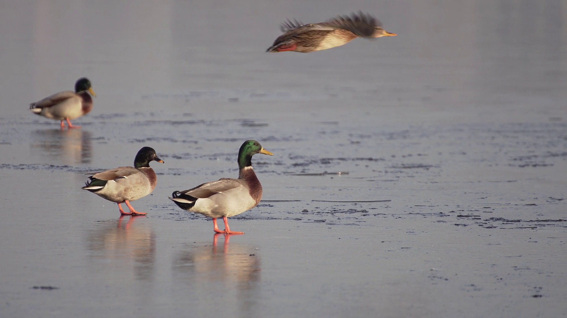 Three Ducks get out of the water to warm up. Birds stand and ...