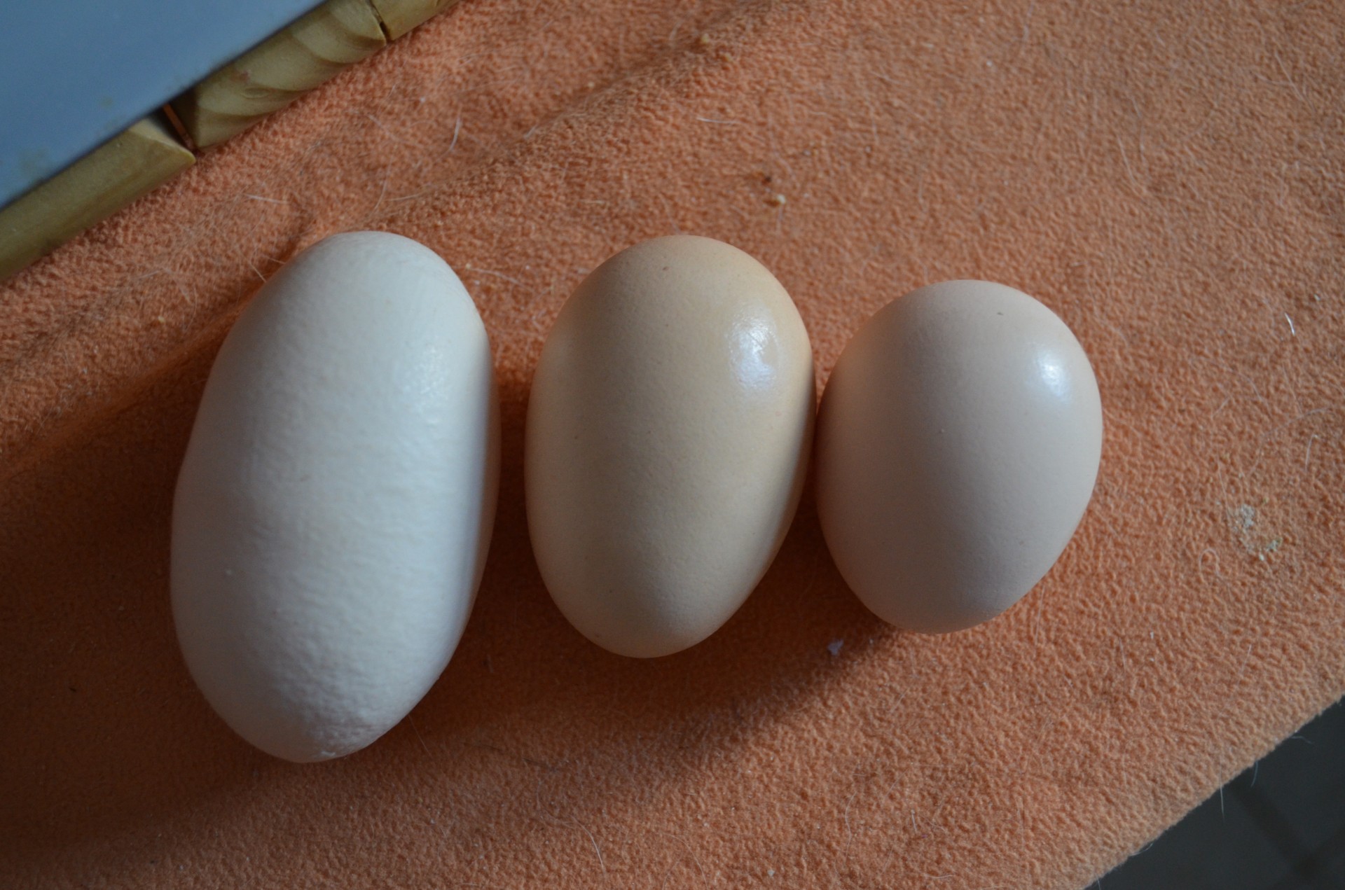 Three Eggs Free Stock Photo - Public Domain Pictures