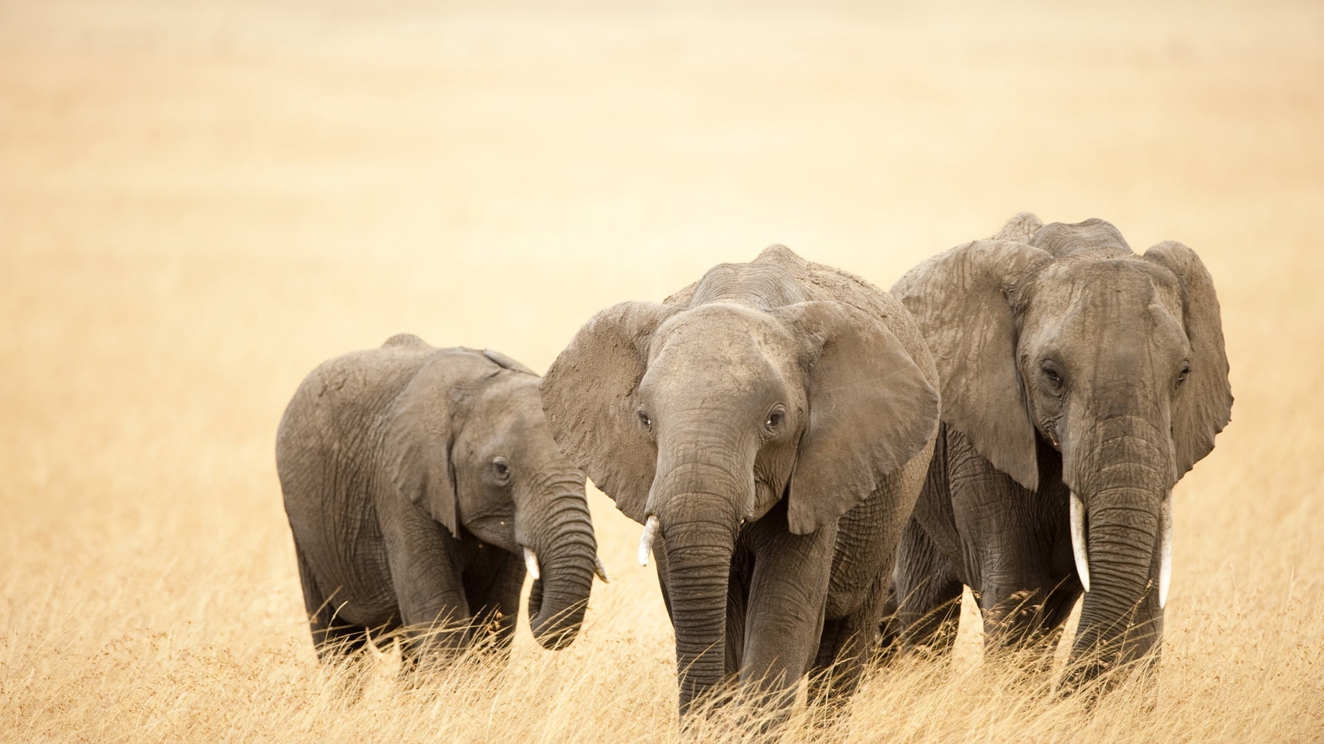 Three elephants surrounded by brown grass field HD wallpaper ...