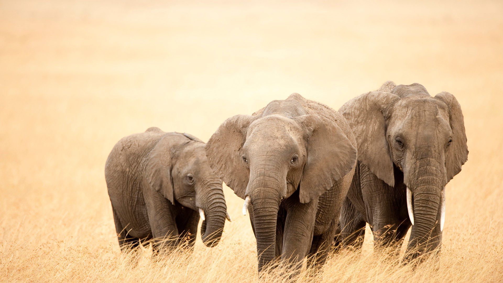 Three Elephants Walking On Dry Grass Wallpapers