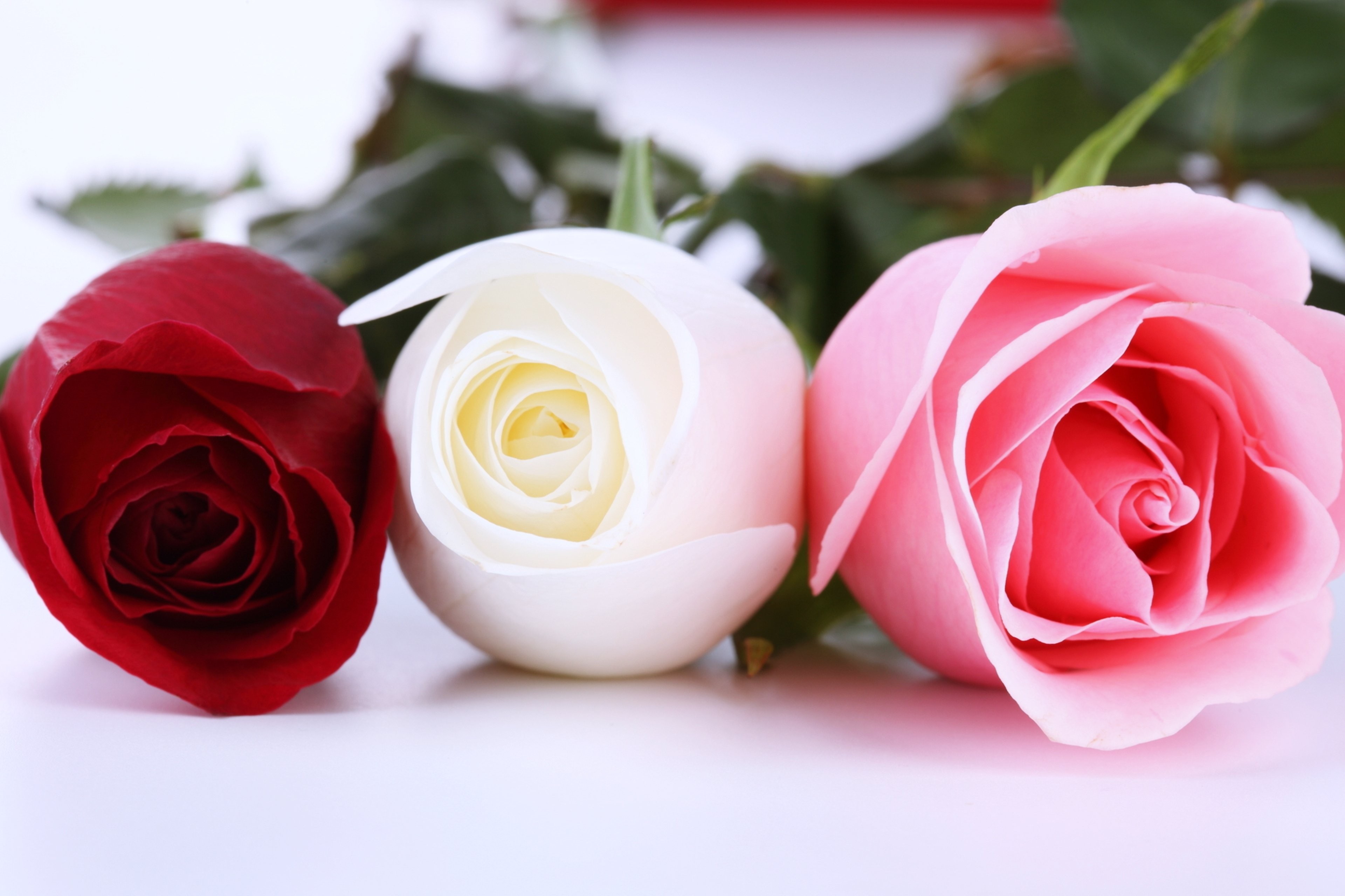 Flowers: Spring Love Roses Life Flowers Romantice Three Nature ...