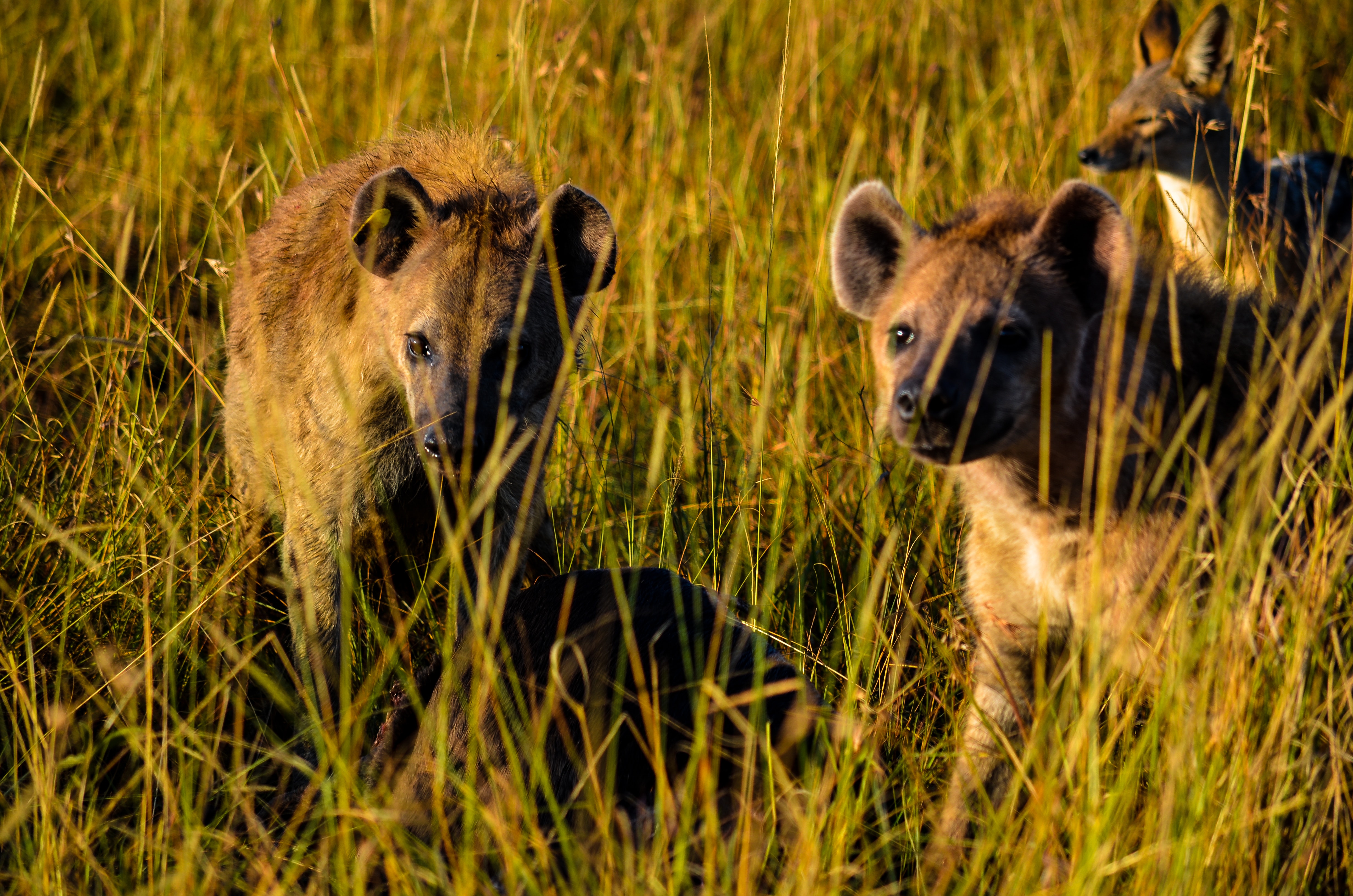 Three hyena animals on grass field photo