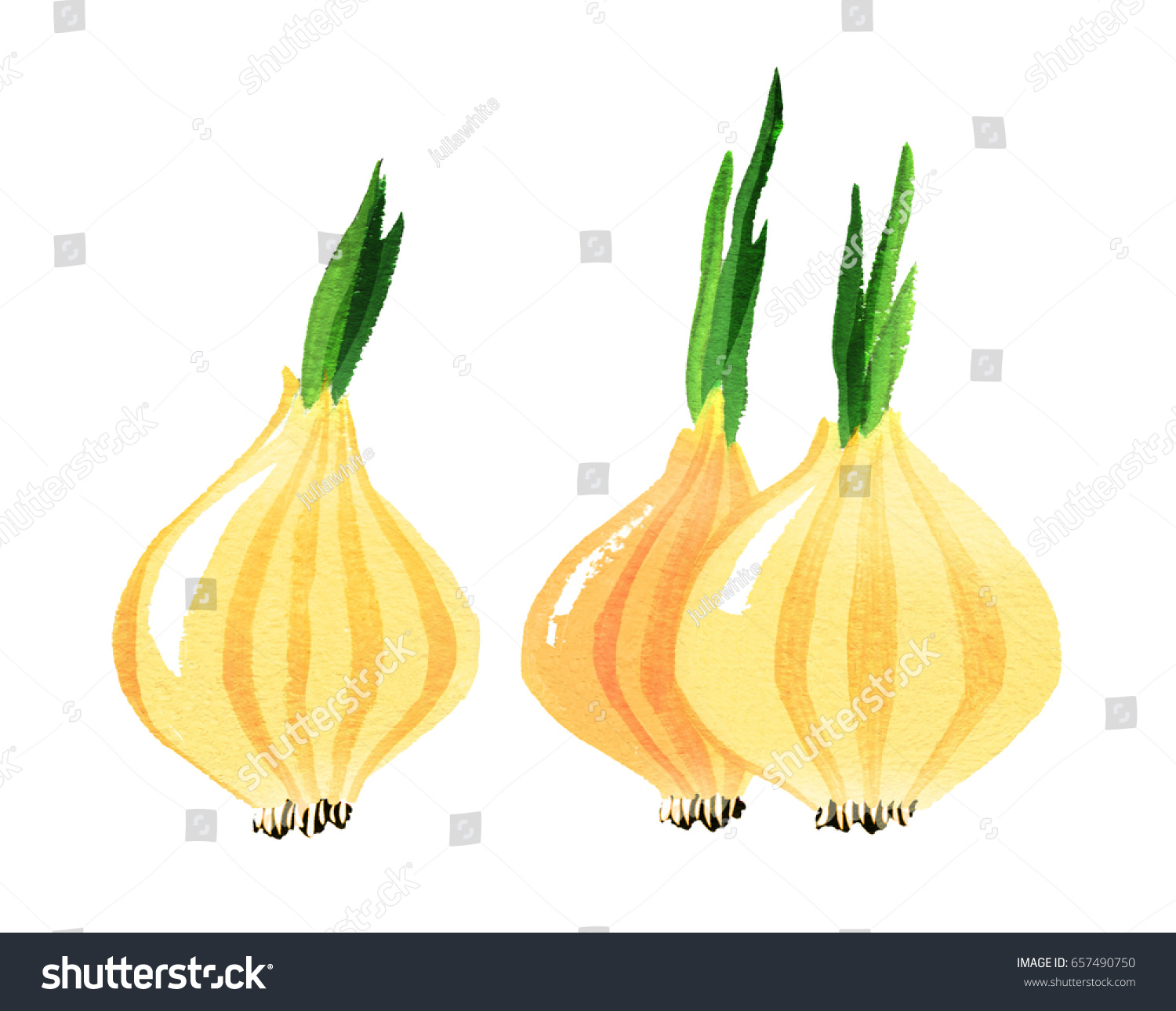 Three Onions Green Sprouts Isolated On Stock Illustration 657490750 ...