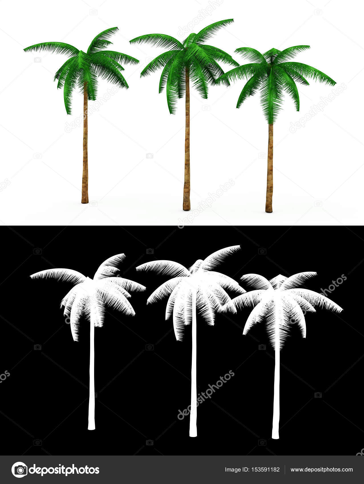 3D rendering of three palm trees on a neutral white background W ...