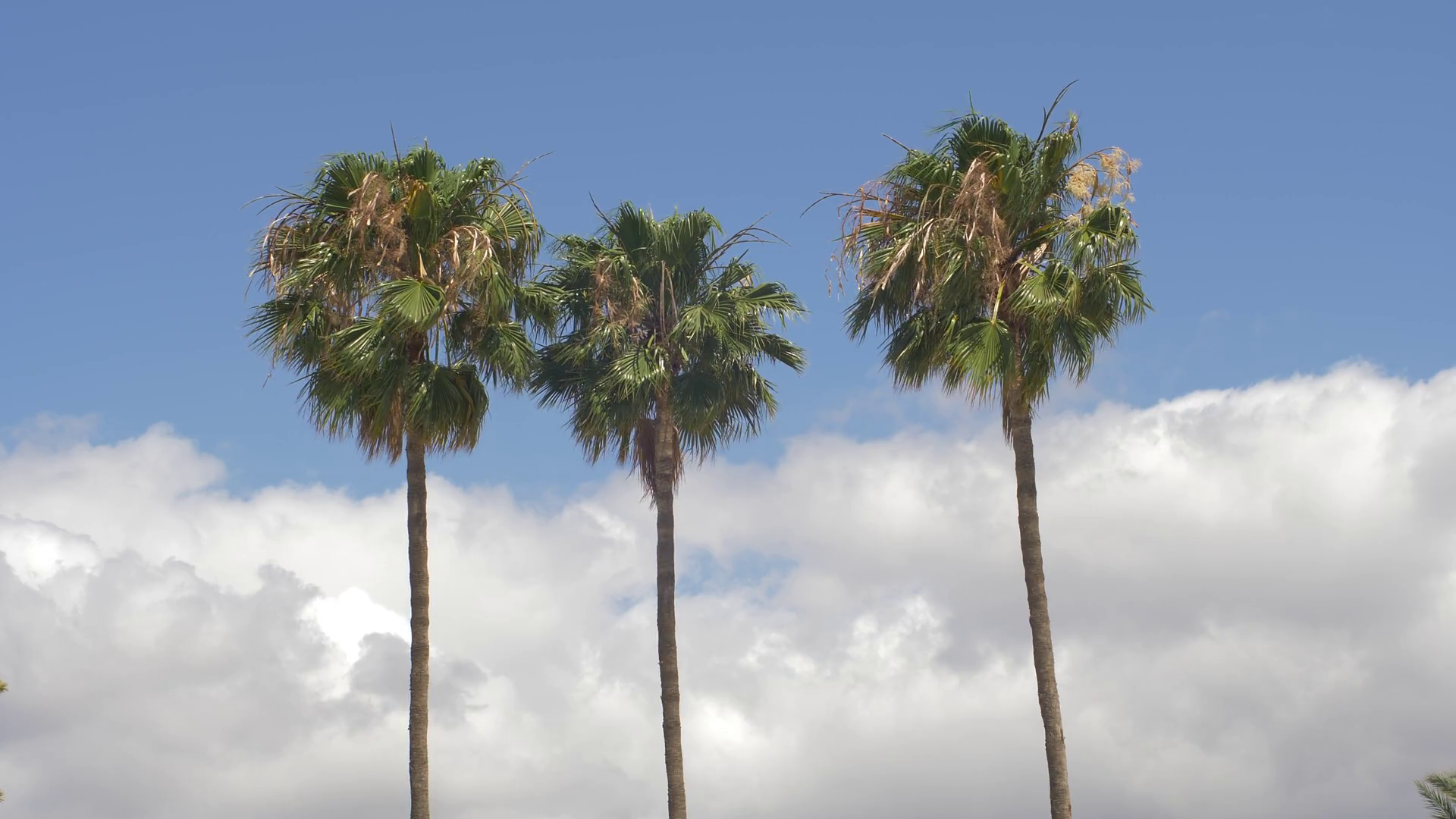 Three palm trees blue sky Stock Video Footage - Videoblocks