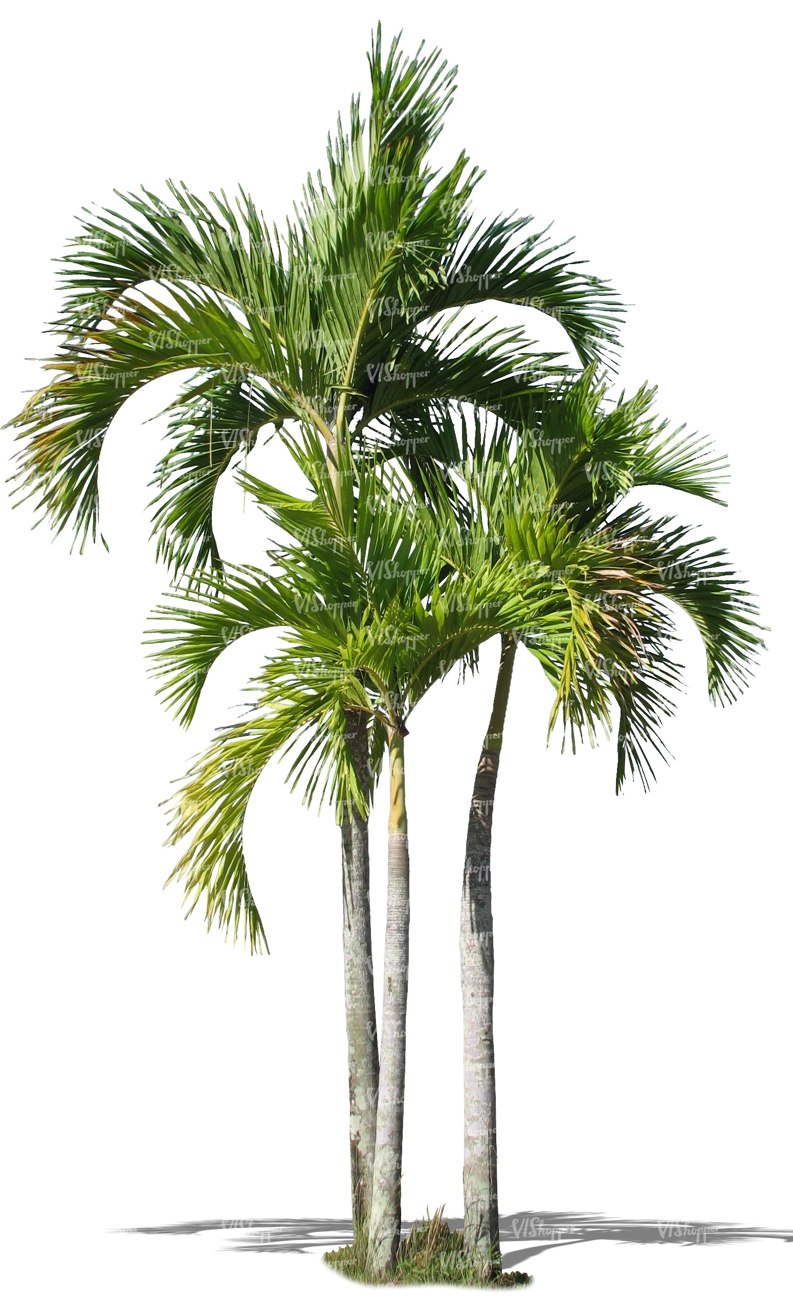 three cut out palm trees - cut out trees and plants - VIShopper