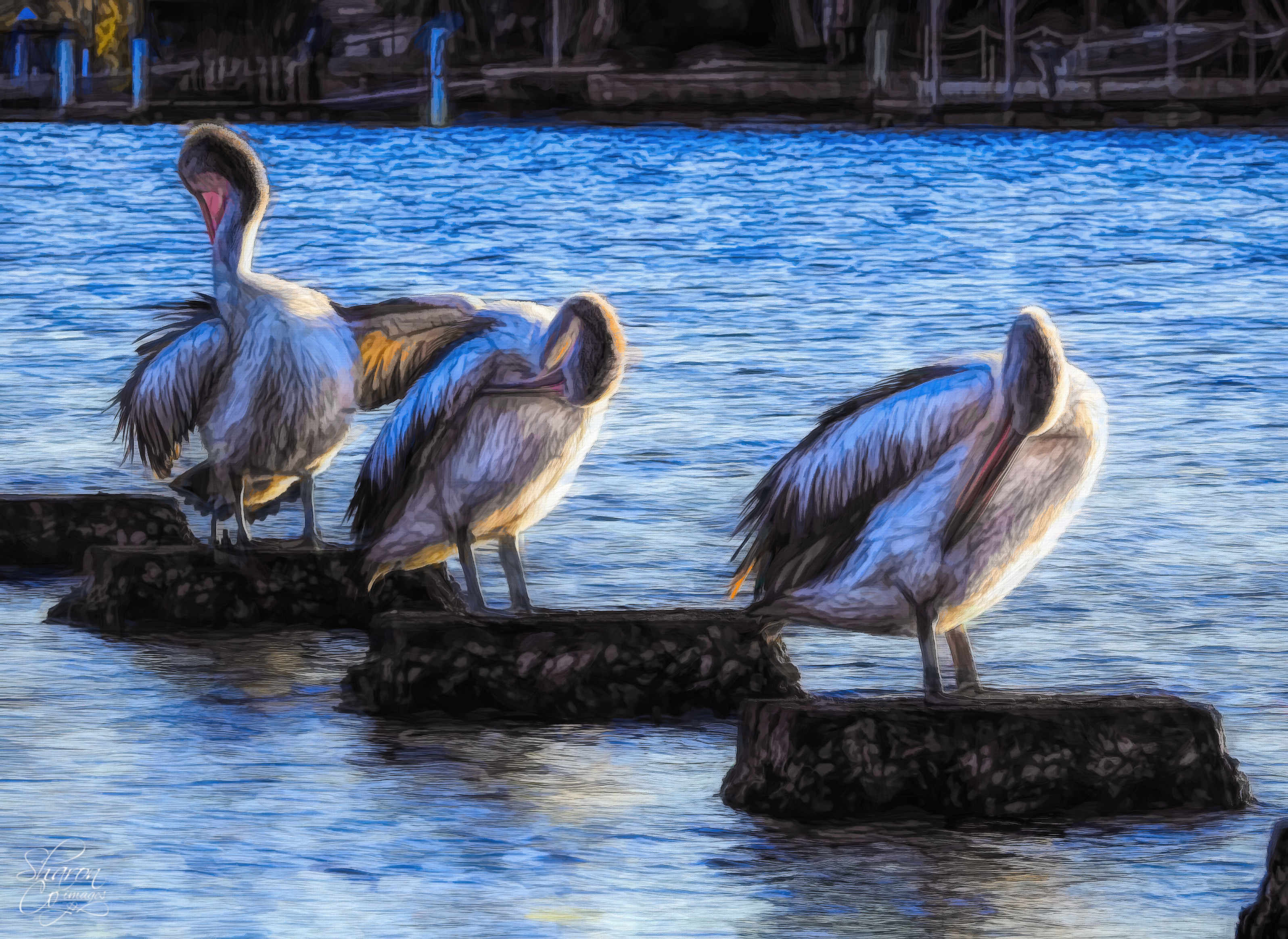 Three pelicans grooming - People and Animals - Topaz Discussion Forum