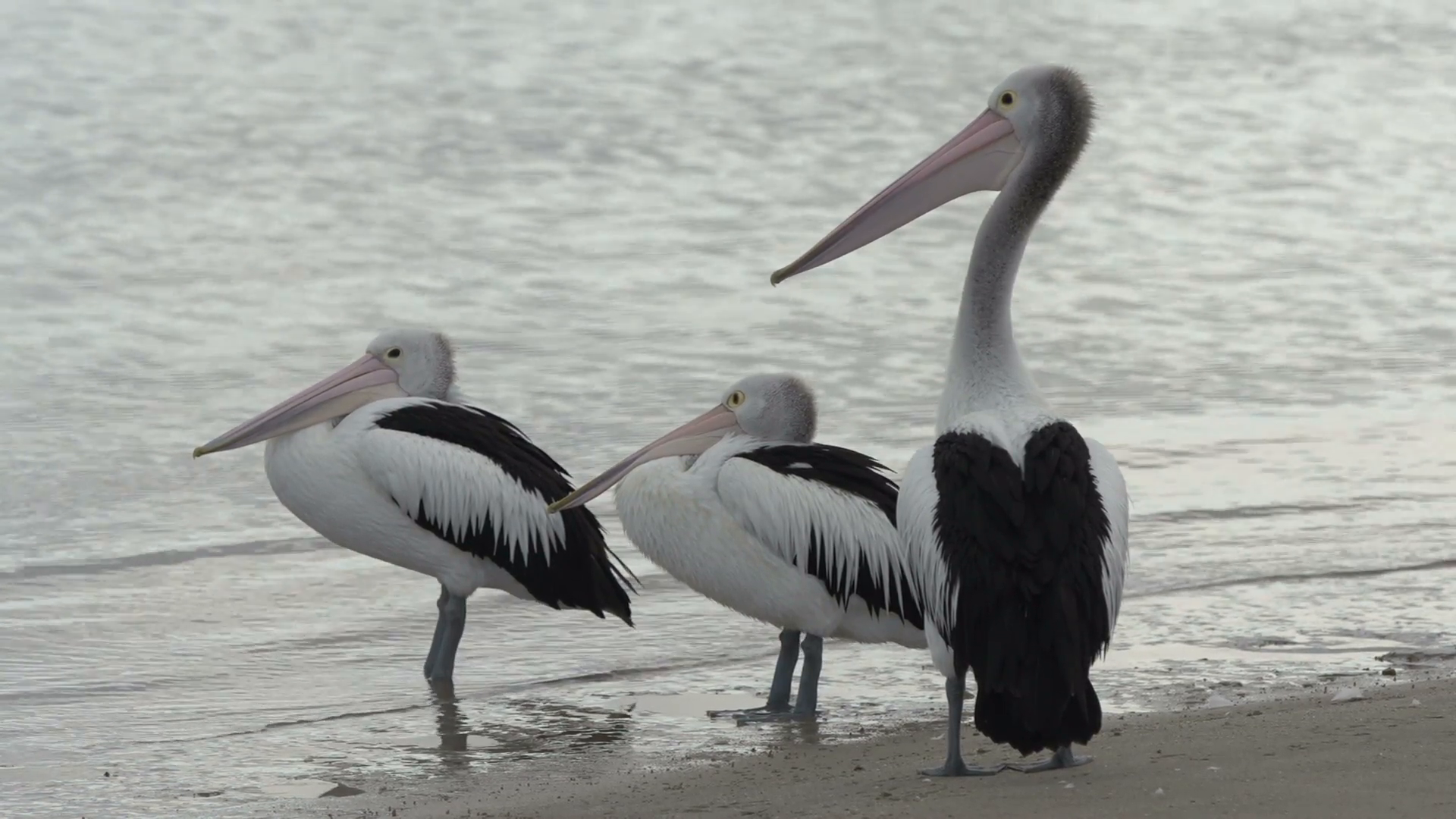 Three Pelicans on the beach in Kalbarri, Western Australia Stock ...