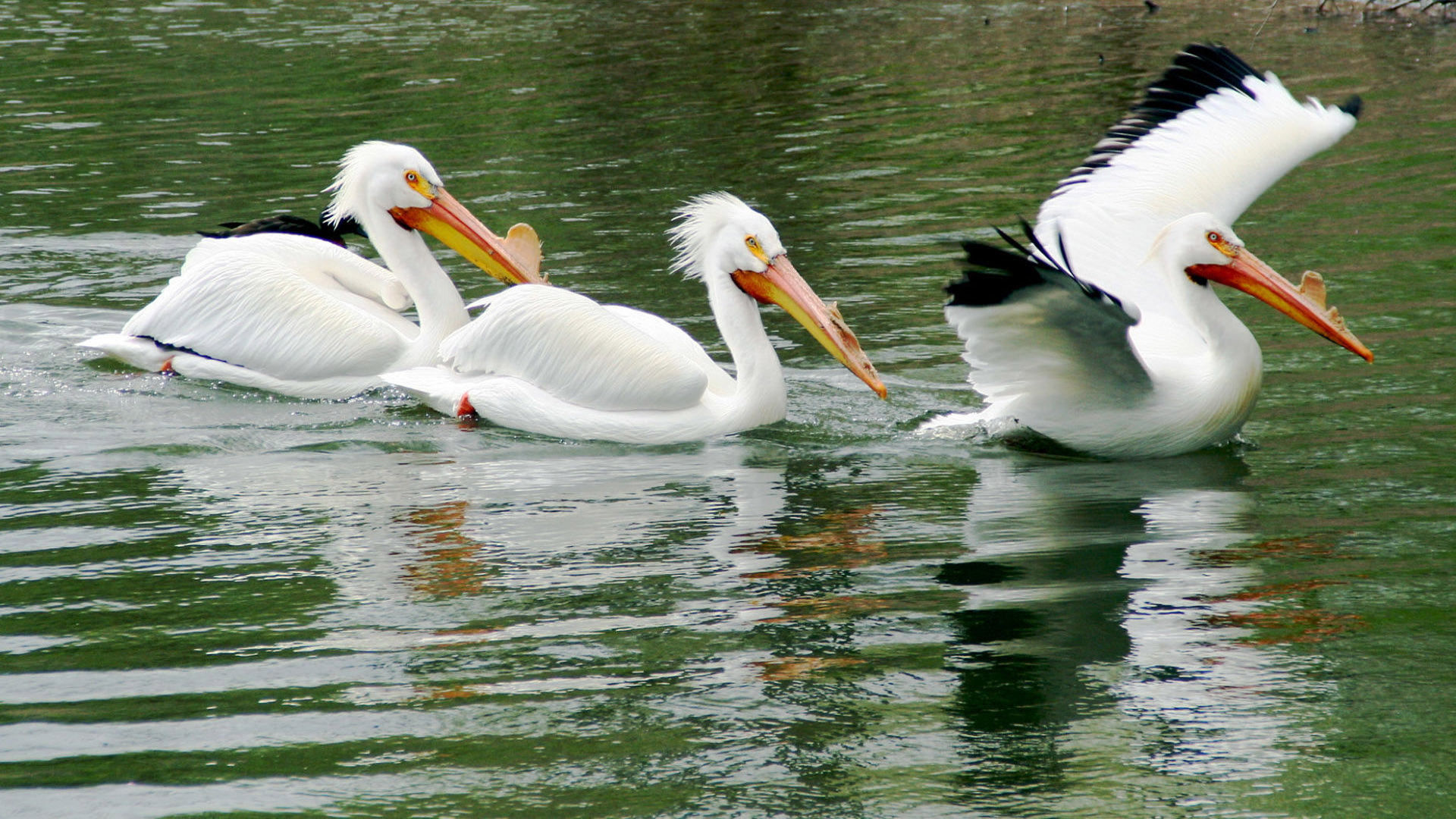 Three Pelicans Background : Wallpapers13.com