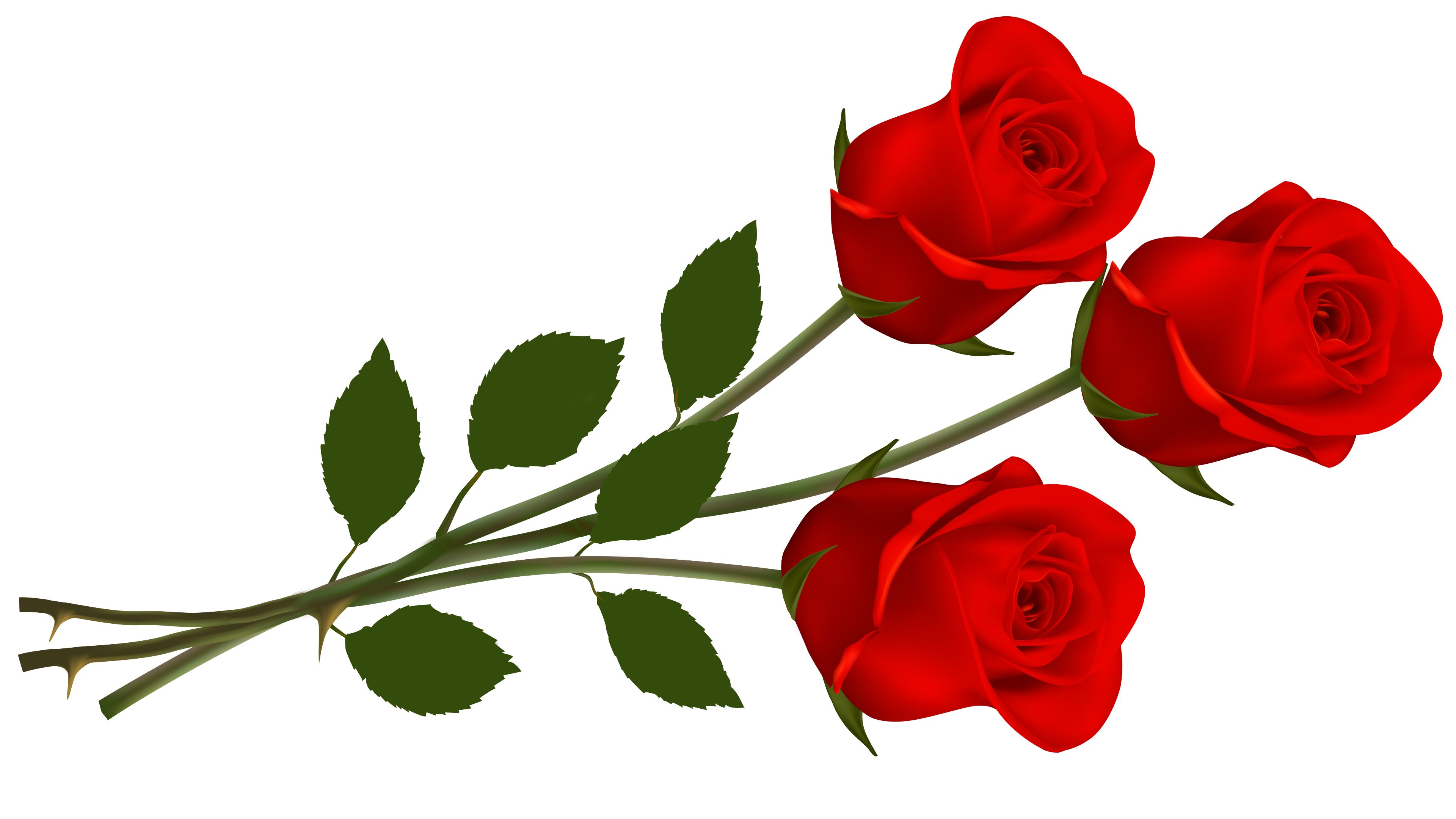 Three red roses photo