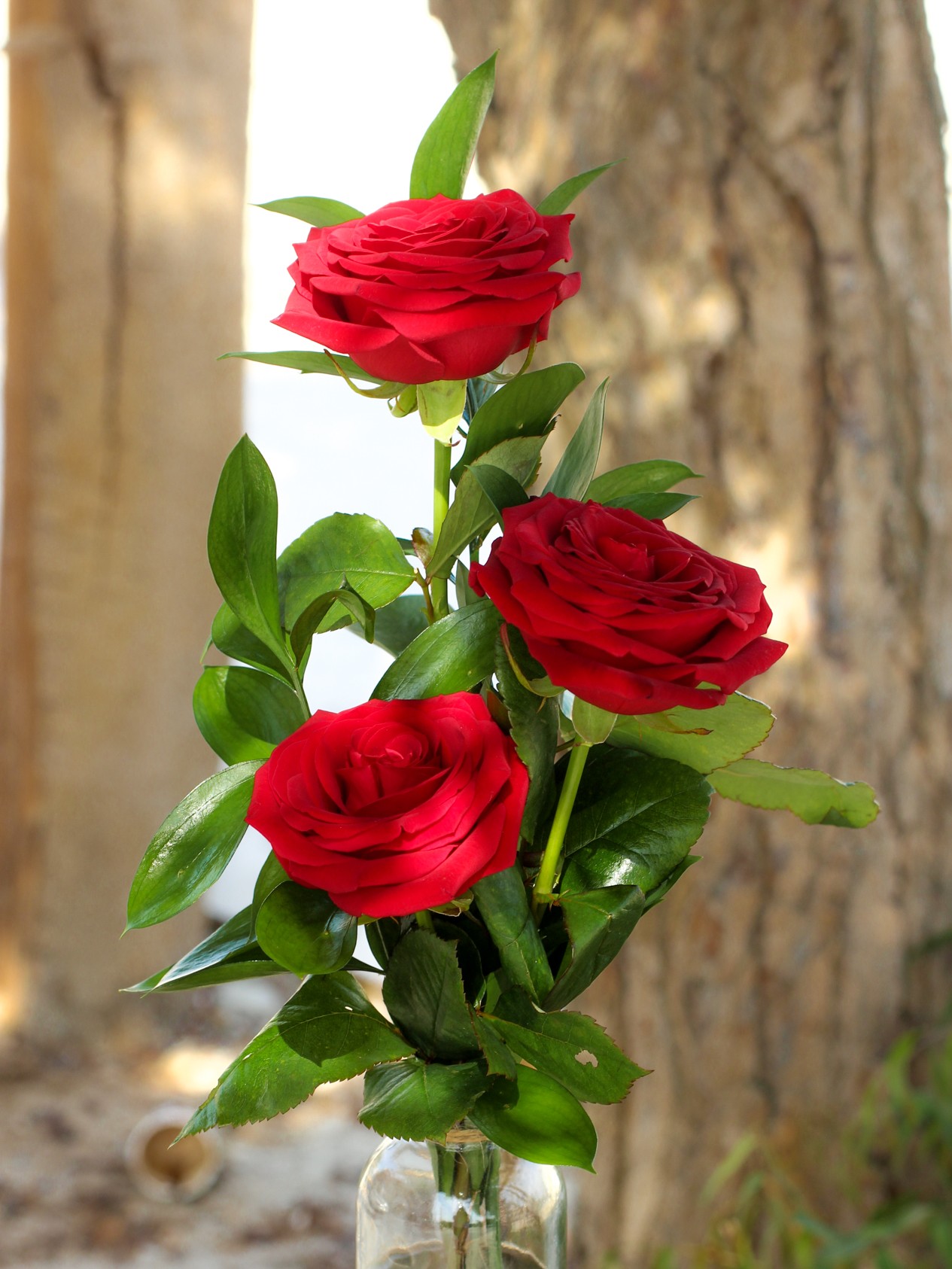 3_red_roses-2.jpg