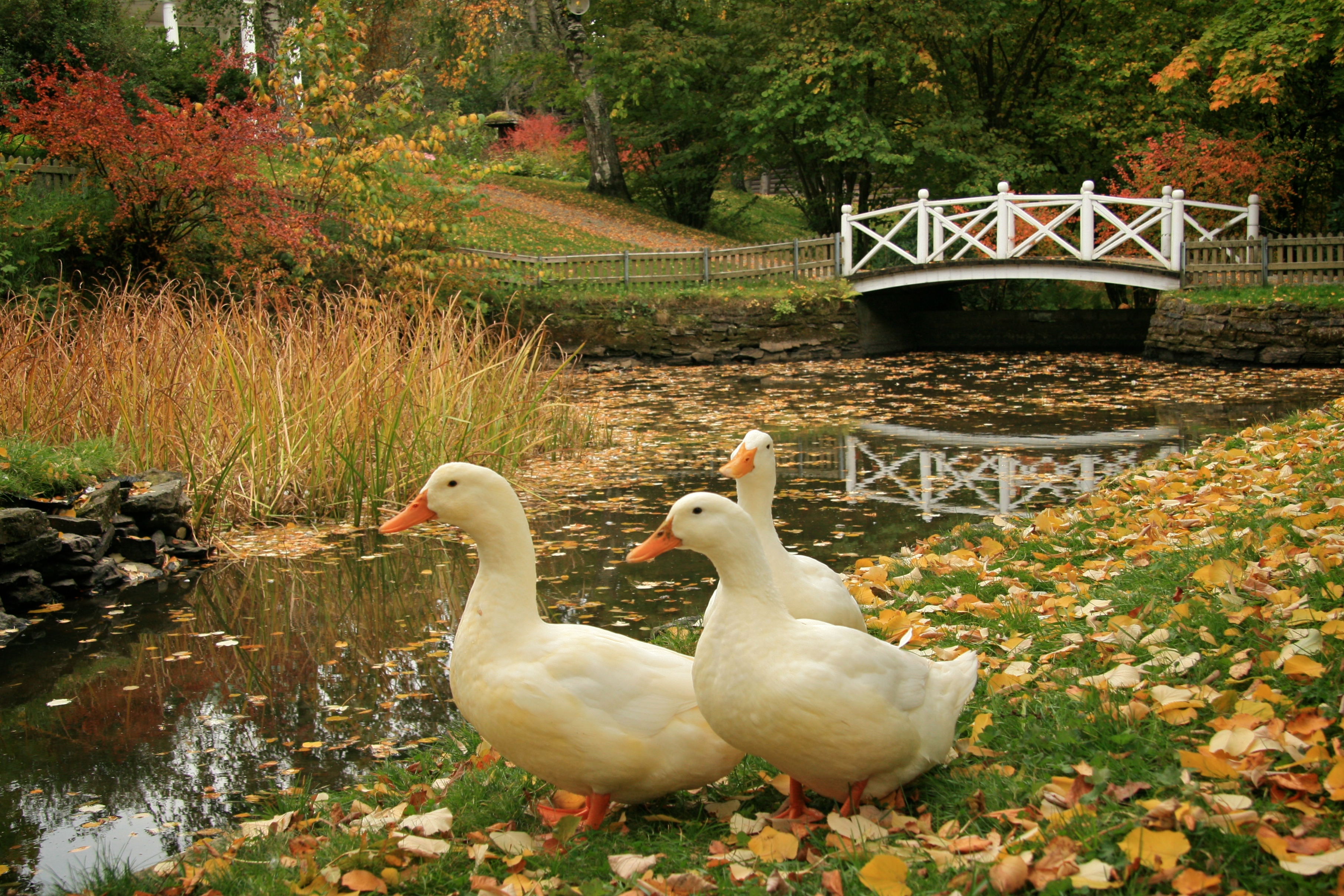 File:Three white domesticated ducks in Brekkeparken.jpg - Wikimedia ...
