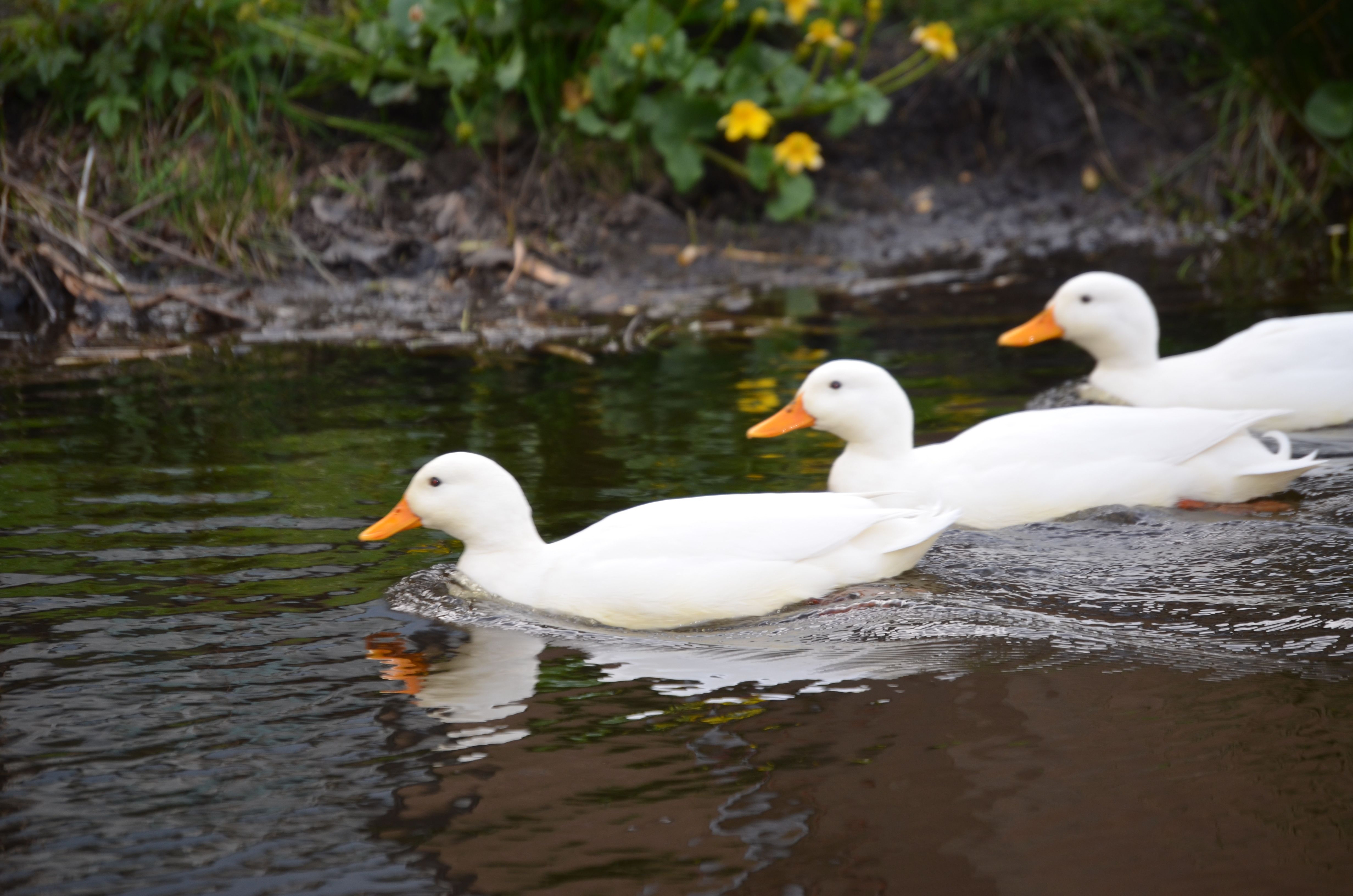 Three white ducks in a ditch | Ducks | Pinterest
