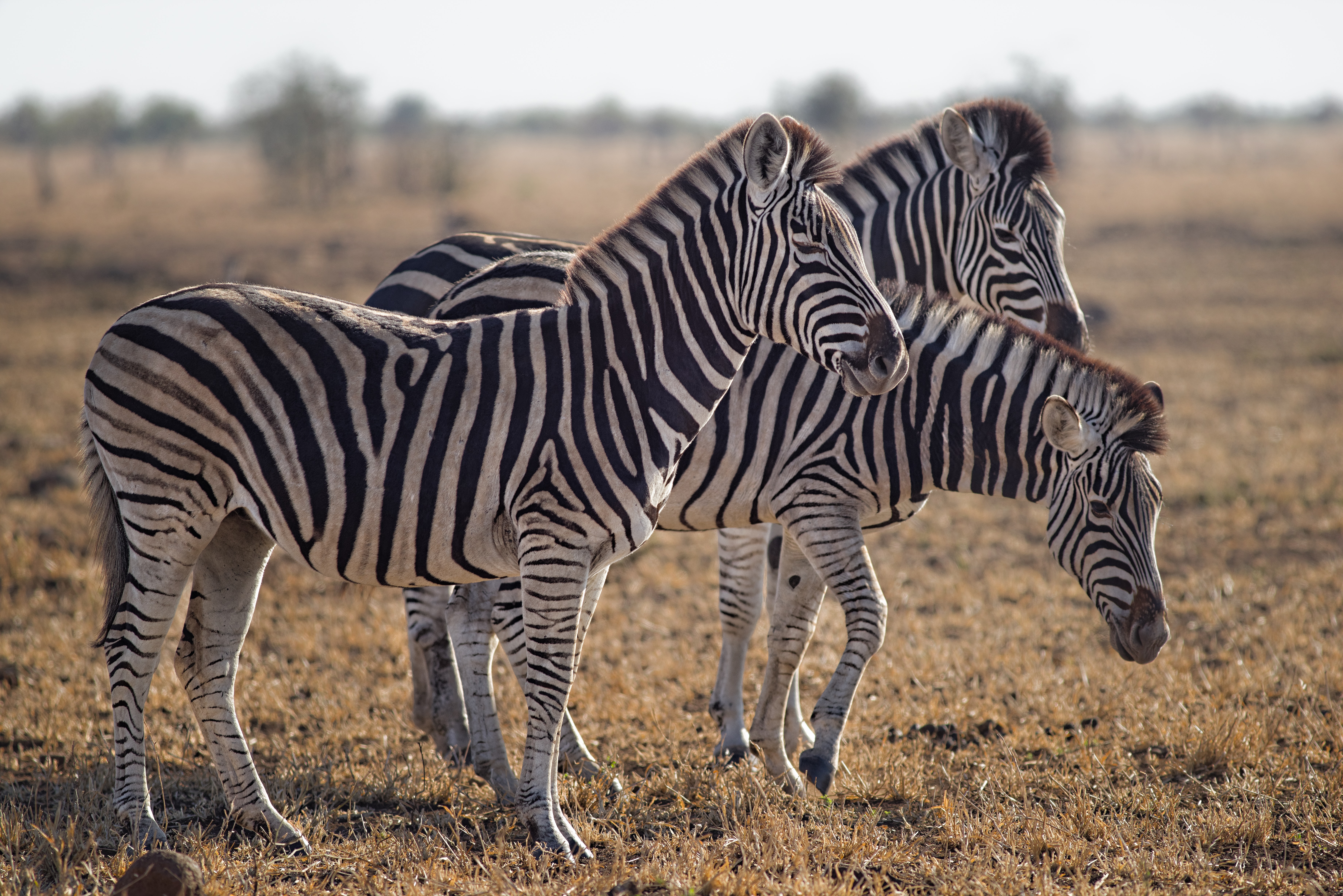 Three zebras standing on green grass field photo