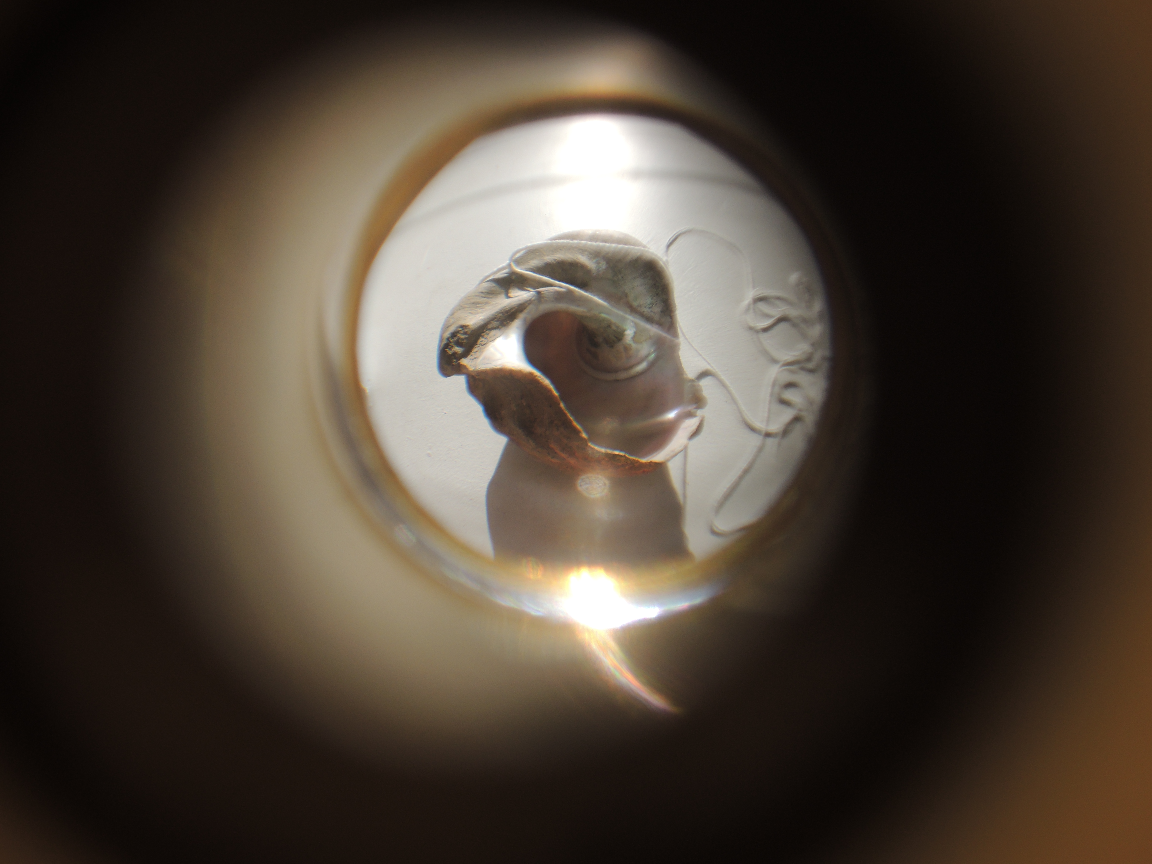 Through the peephole photo