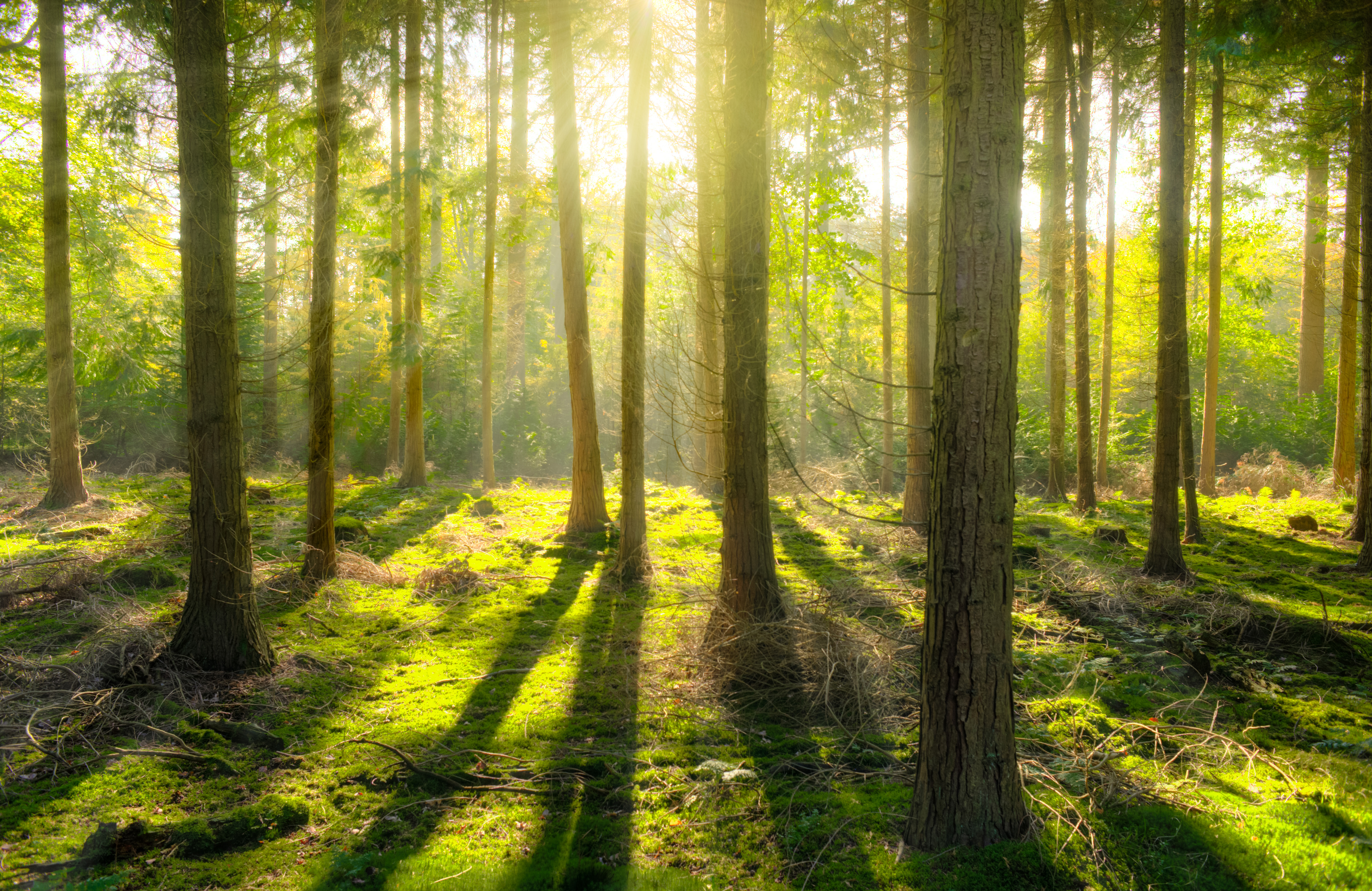 Light shining through the trees in the forest image - Free stock ...