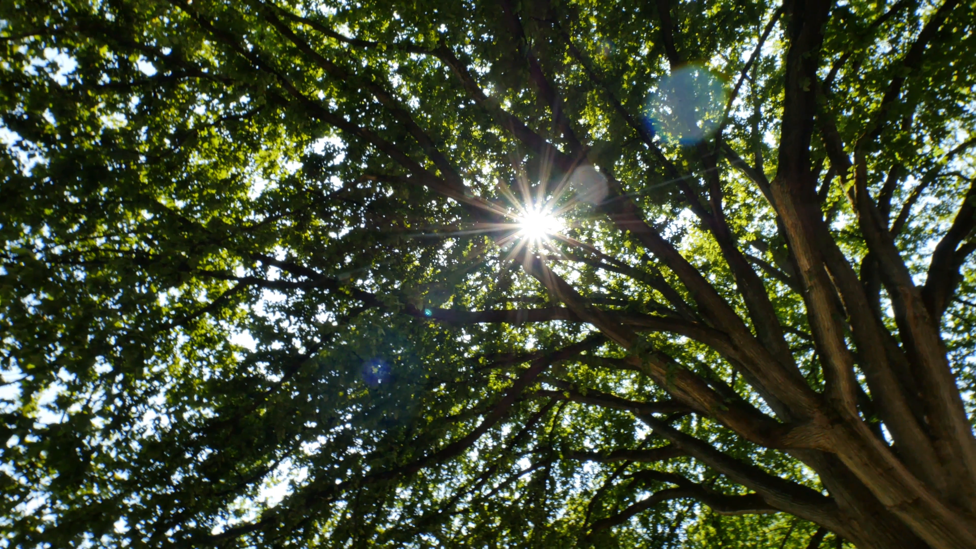 Looking up at the sun through the trees. Stock Video Footage ...