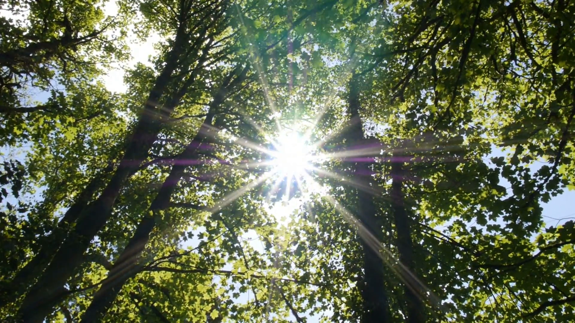 Sunlight Shining Through Trees Stock Video Footage - Videoblocks