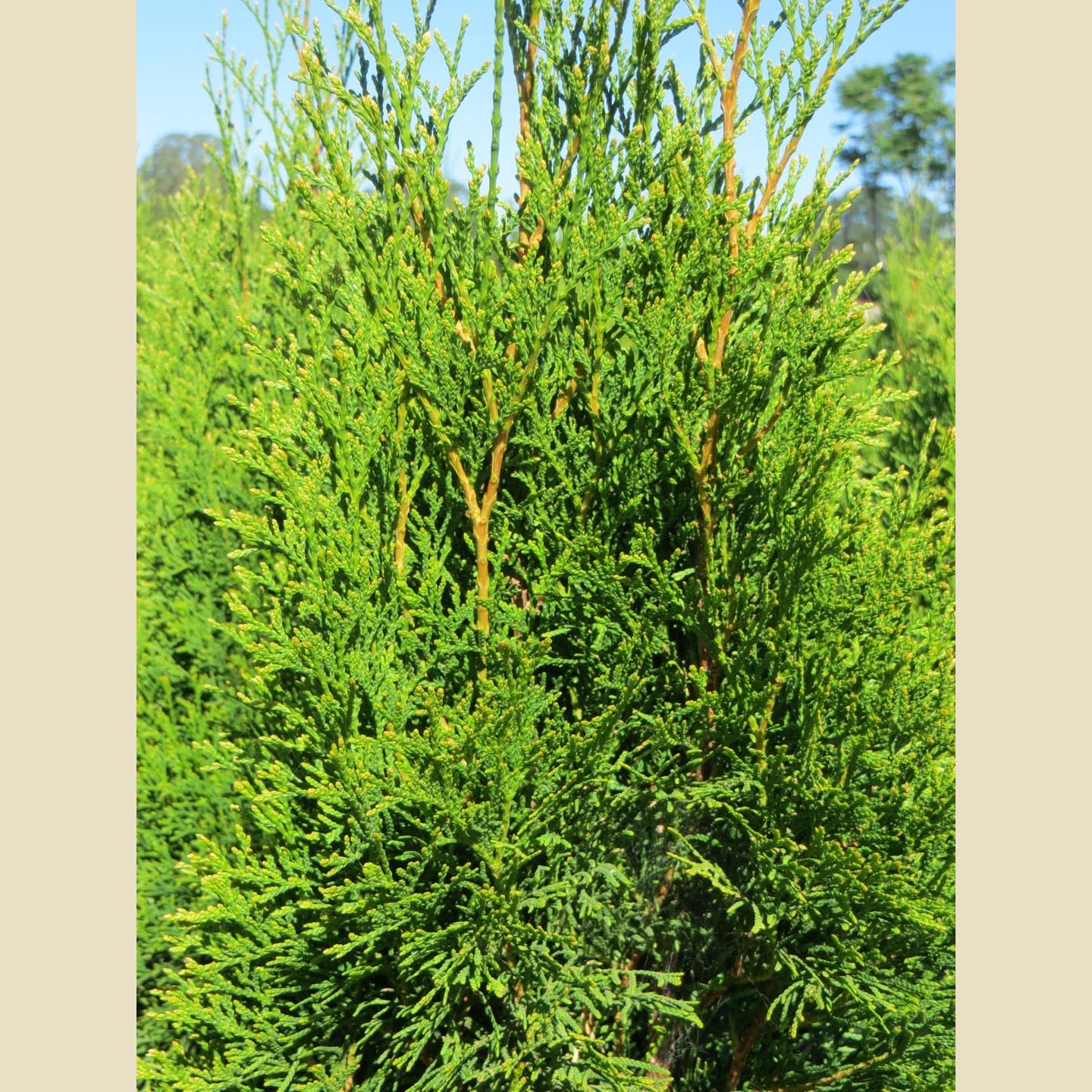 Thuja occidentalis 'Emerald' - Large Shrub/Small Tree - Forms We ...