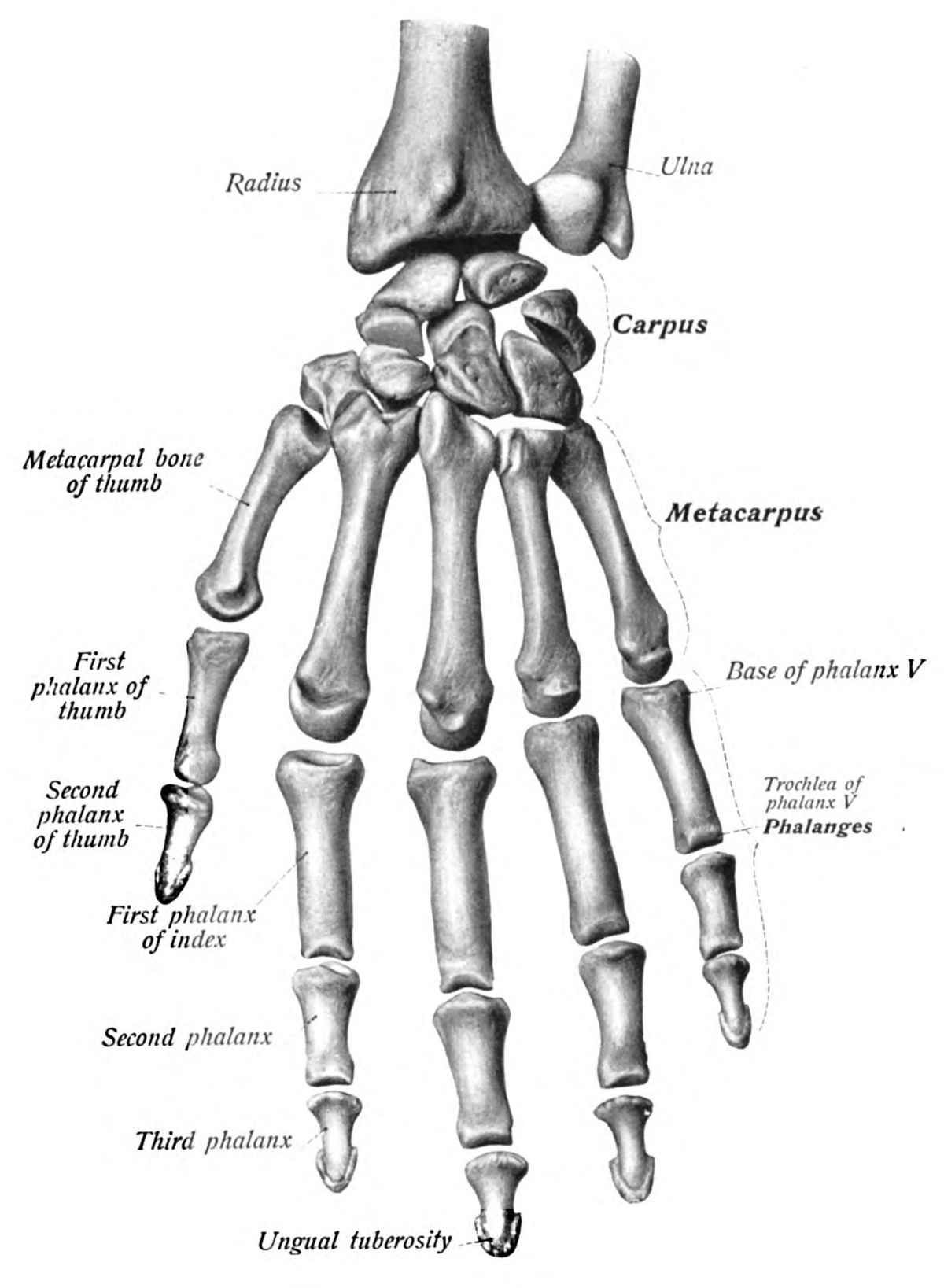 Thumb - Wikipedia