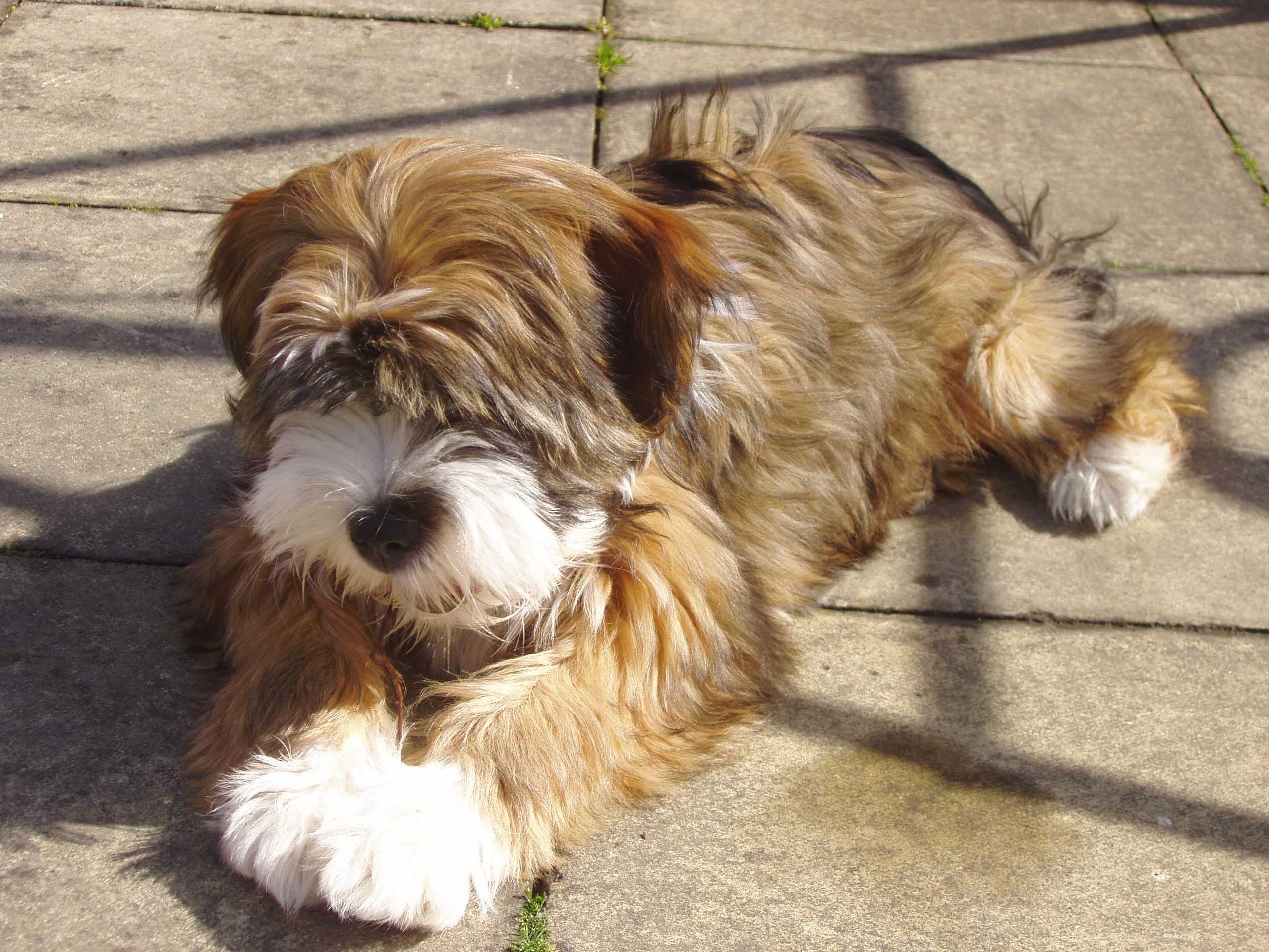 brown tibetan terriers - Google Search … | Pinteres…