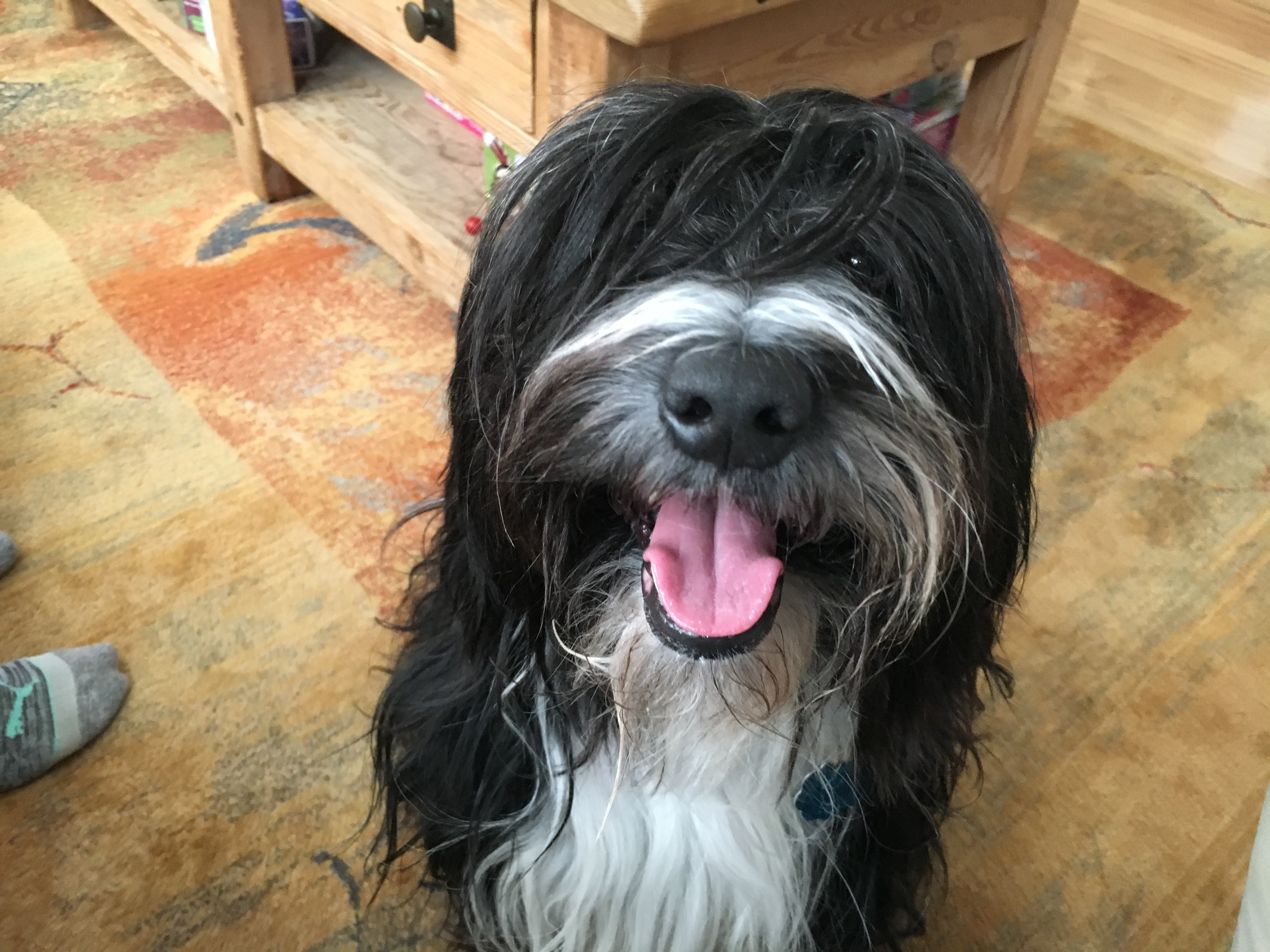 Training a Tibetan Terrier to Respect Personal Space: Dog Gone Problems