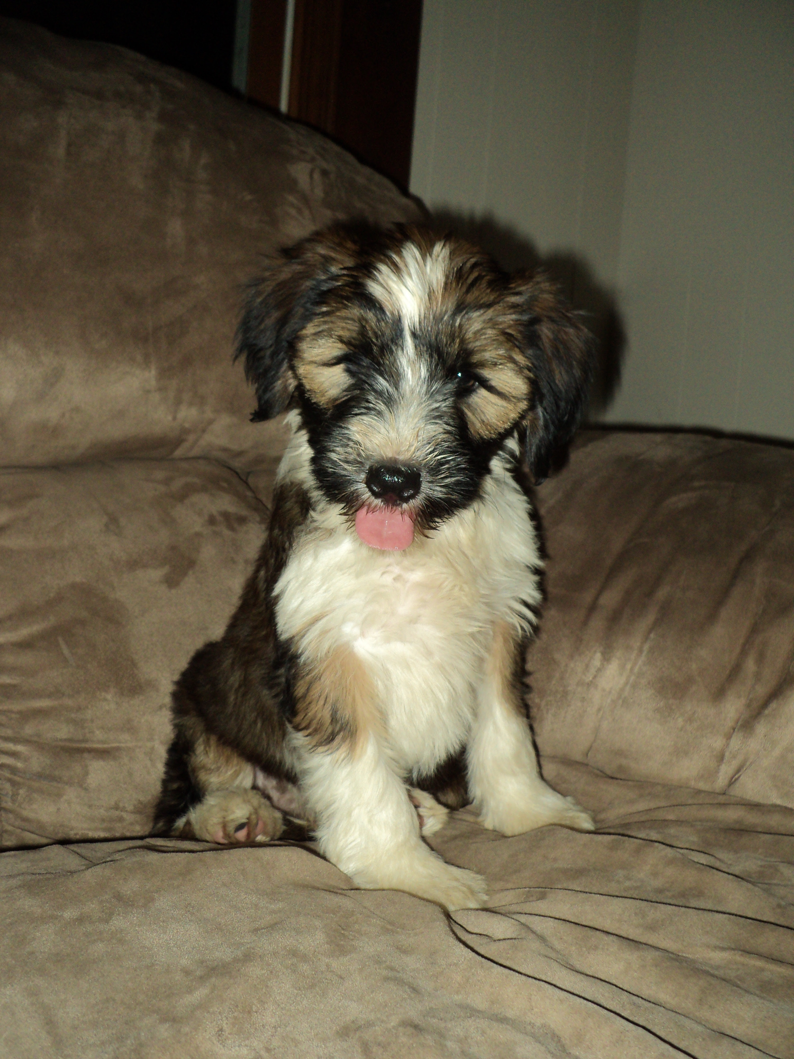 Tibetan Terrier Puppies for Sale | Greenfield Puppies