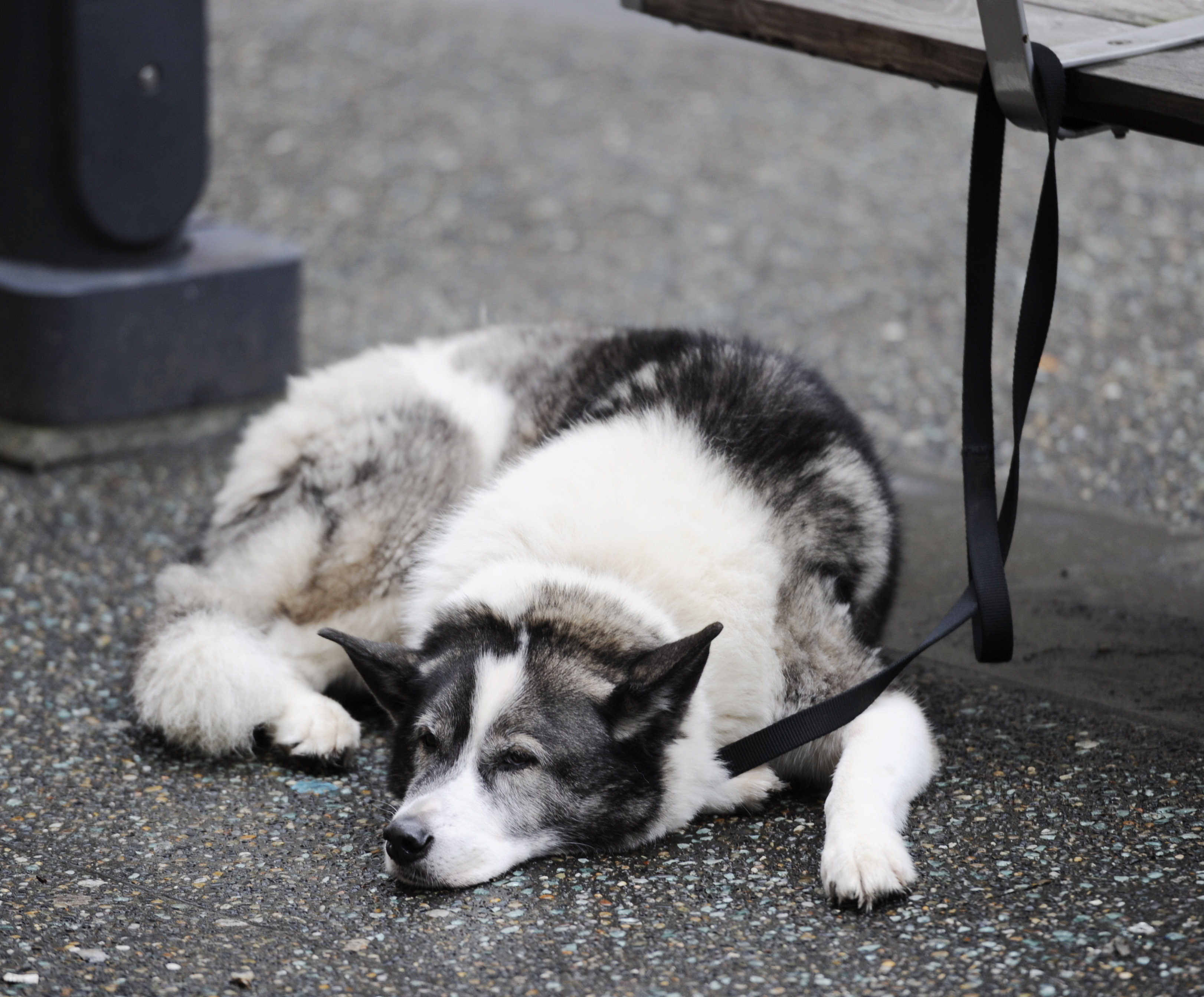 Why You Should Stop Leaving Your Dog Tied Up Outside of Shops | FACE ...
