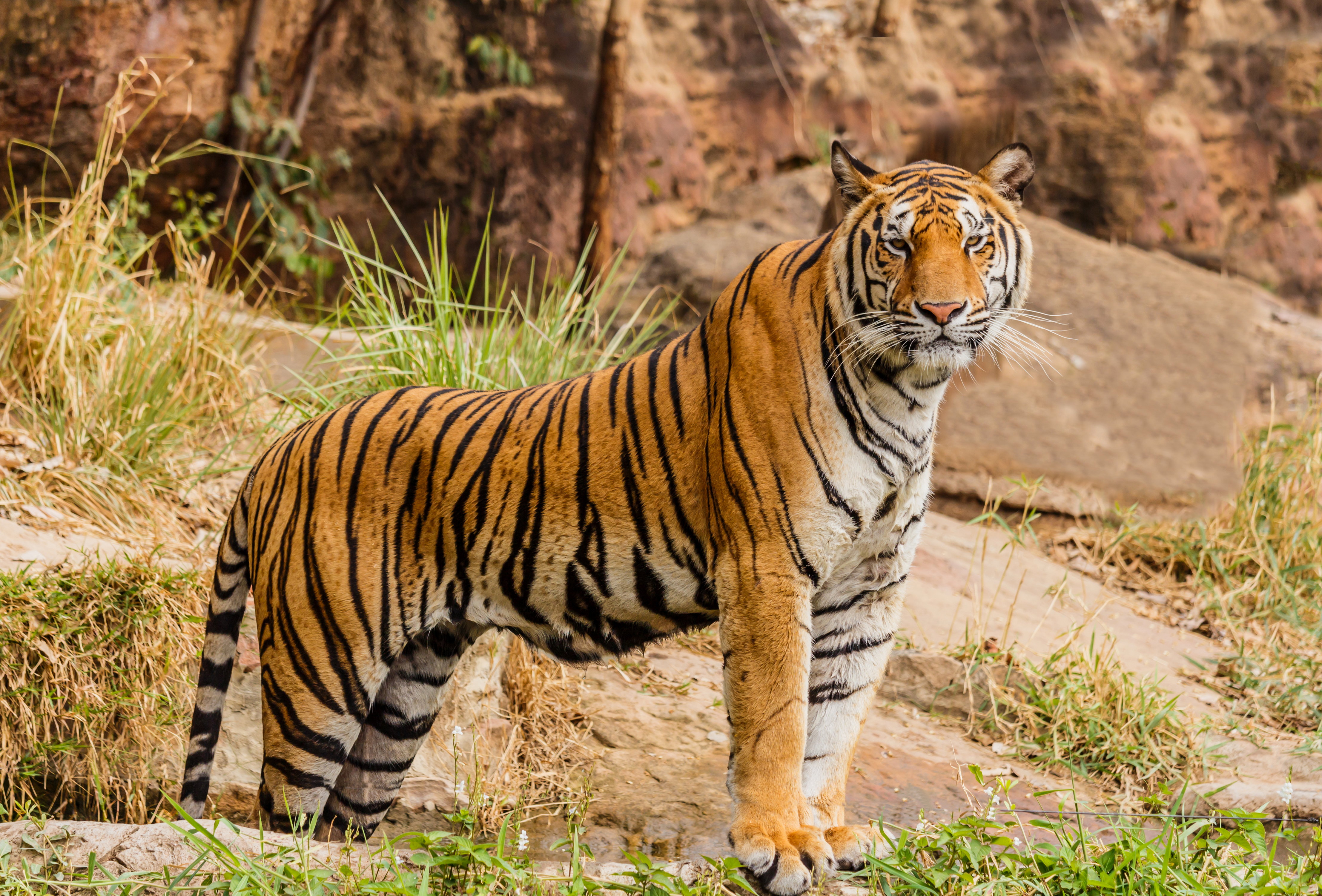 File:An Indian tiger in the wild. Royal, Bengal tiger (27466438332 ...