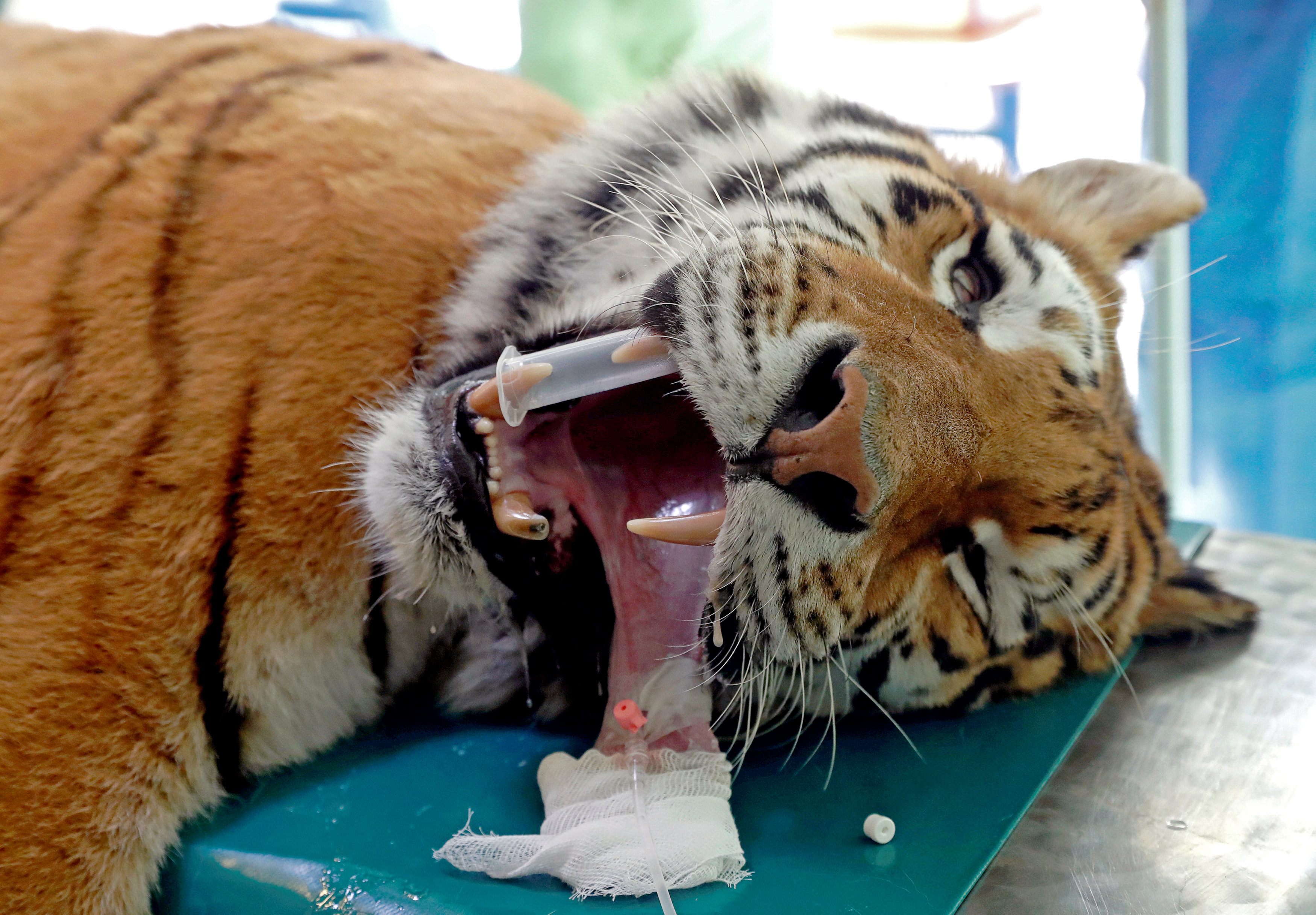 Igor the Siberian tiger gets stem-cell hip treatment in Hungary ...