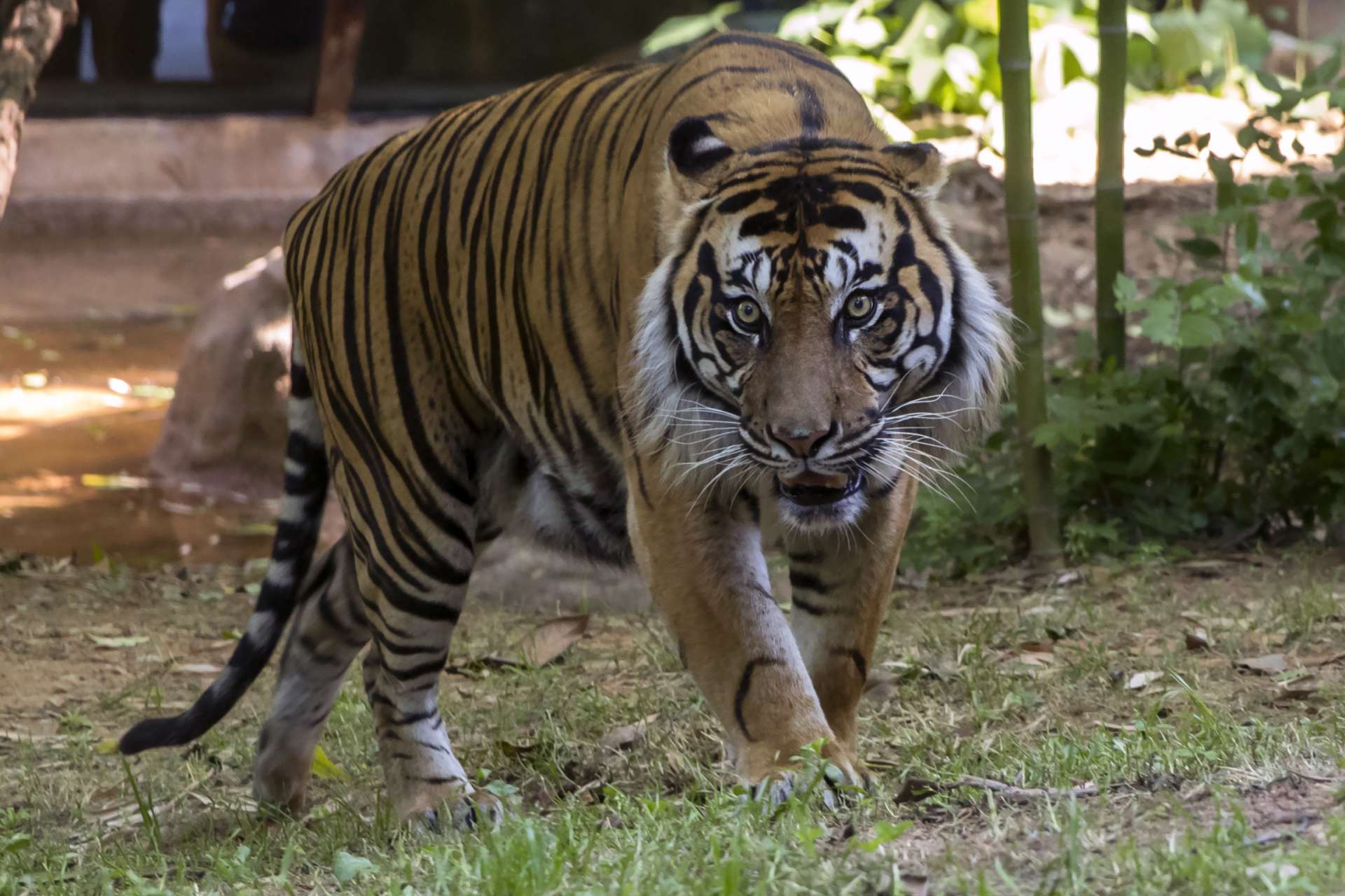 Emerson, critically endangered tiger, has died - Zoo Atlanta