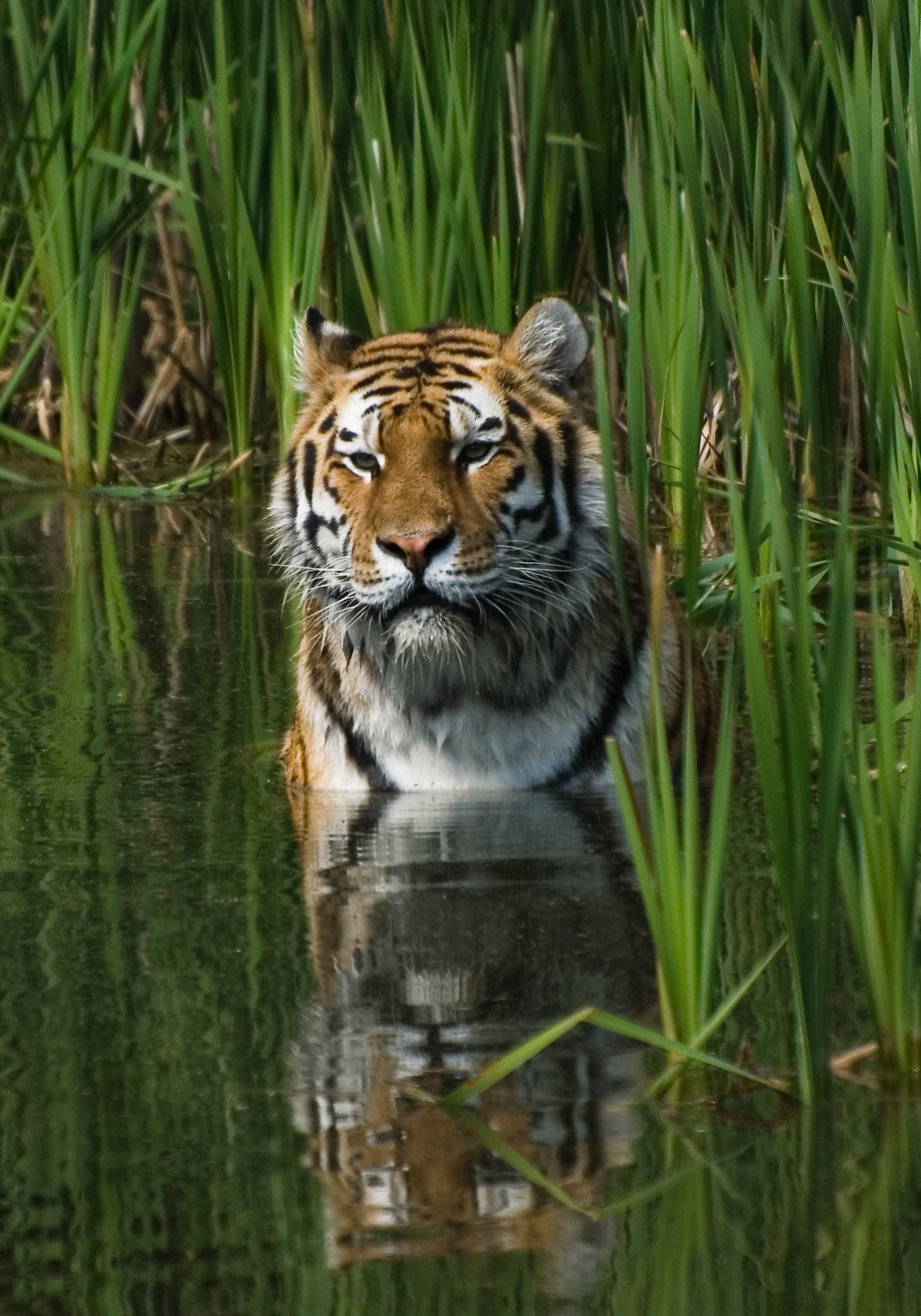 Tiger - Wikipedia