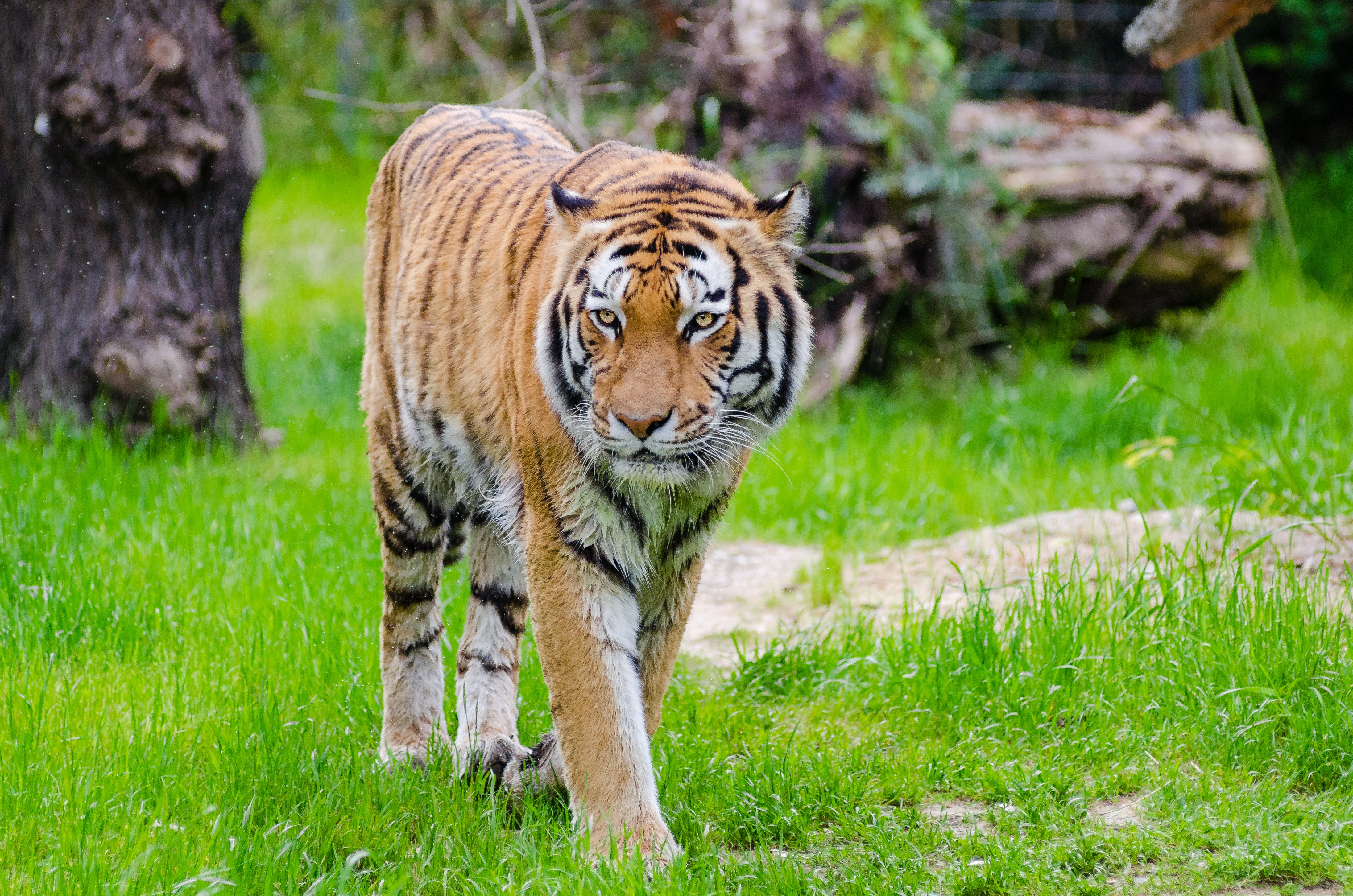 Orange and Black Bengal Tiger Walking on Green Grass Field during ...