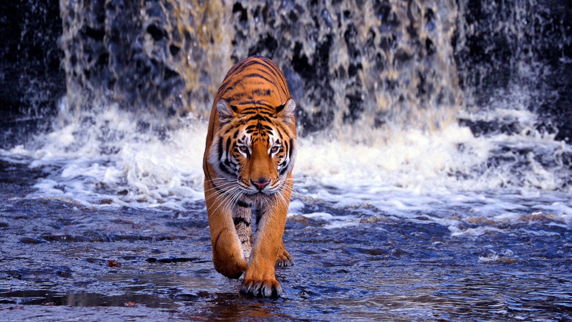 1311 Tiger HD Wallpapers | Background Images - Wallpaper Abyss