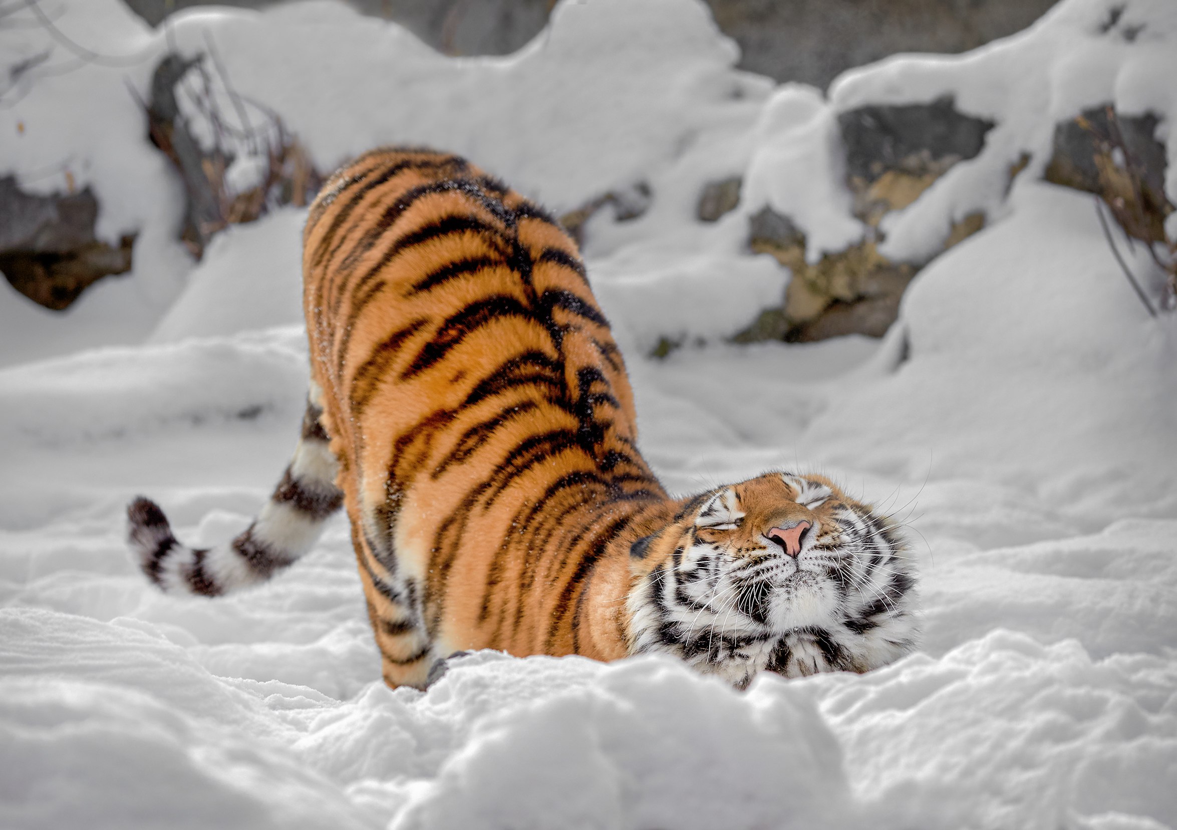 PsBattle: This stretching tiger : photoshopbattles