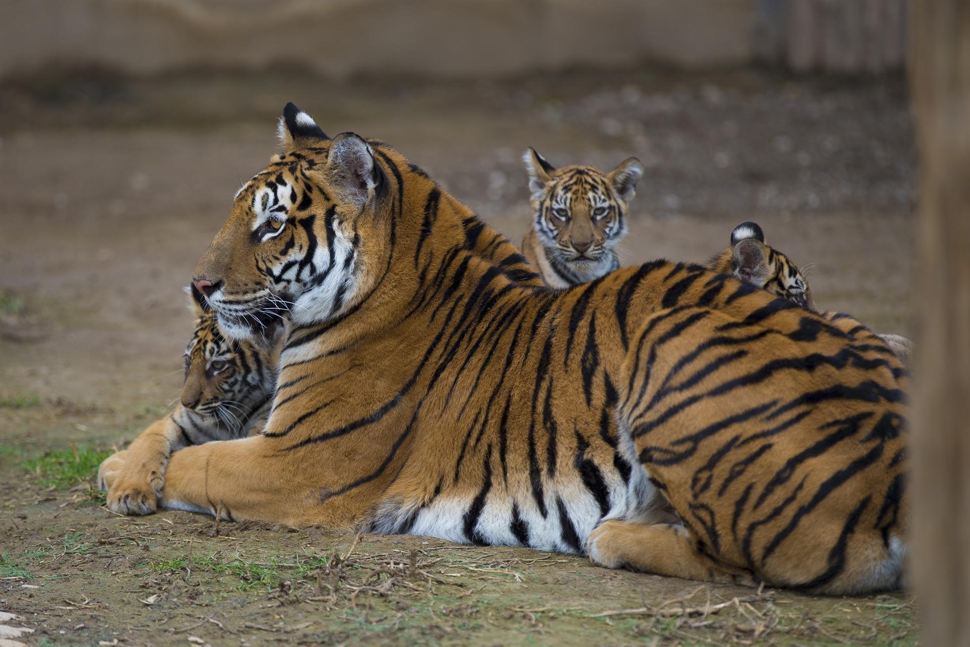 Lion, tiger cubs meet visitors at Kayseri zoo