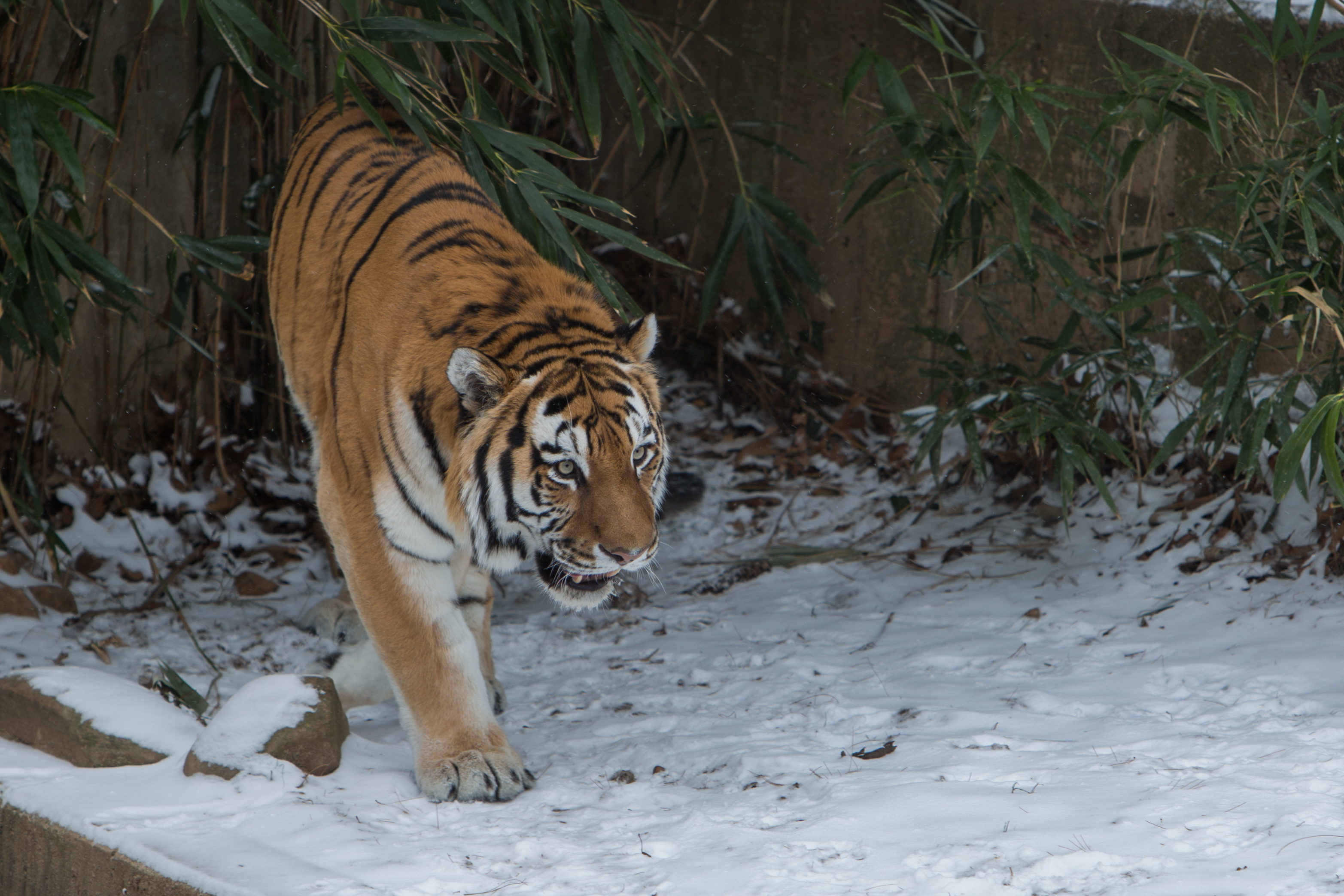 New Amur Tiger Debuts at the Smithsonian's National Zoo ...