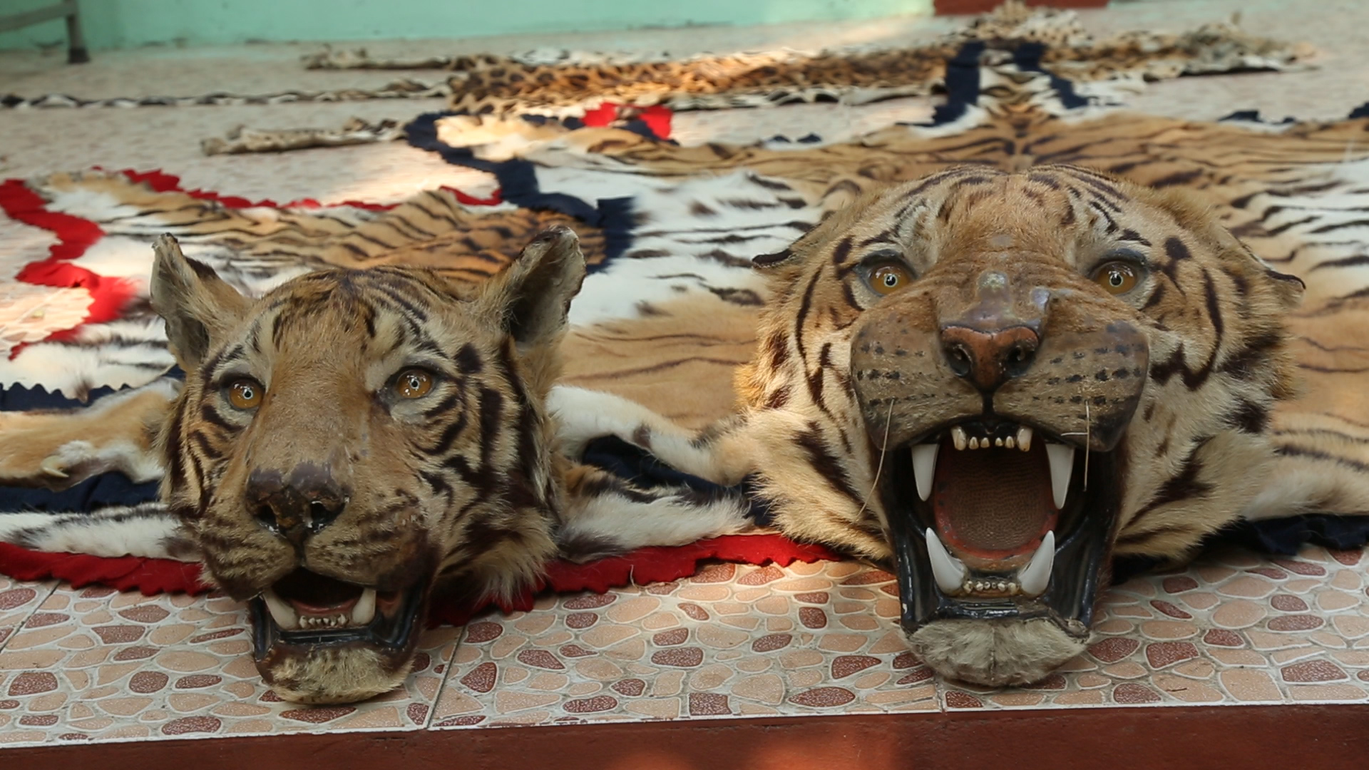 Illegal Tiger Trade: Why Tigers Are Walking Gold – National ...