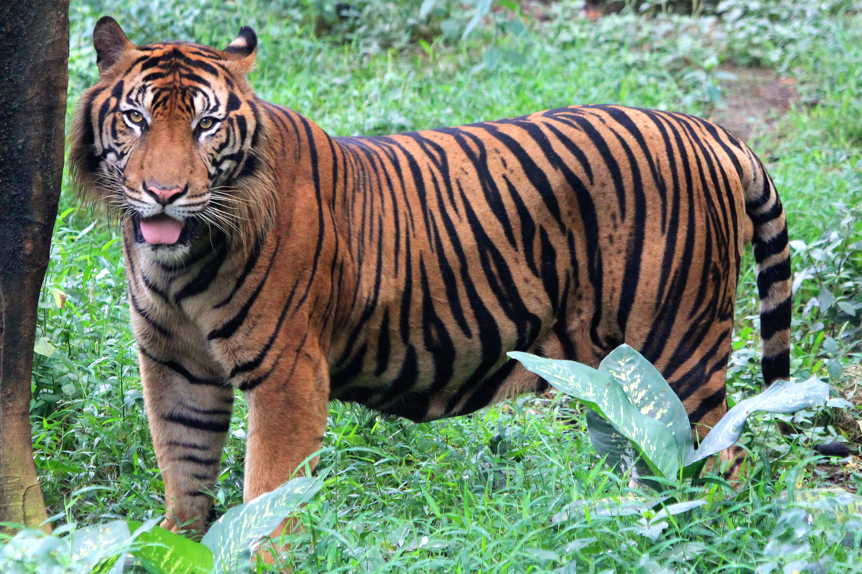 Rare Sumatran tiger kills worker at palm oil plantation