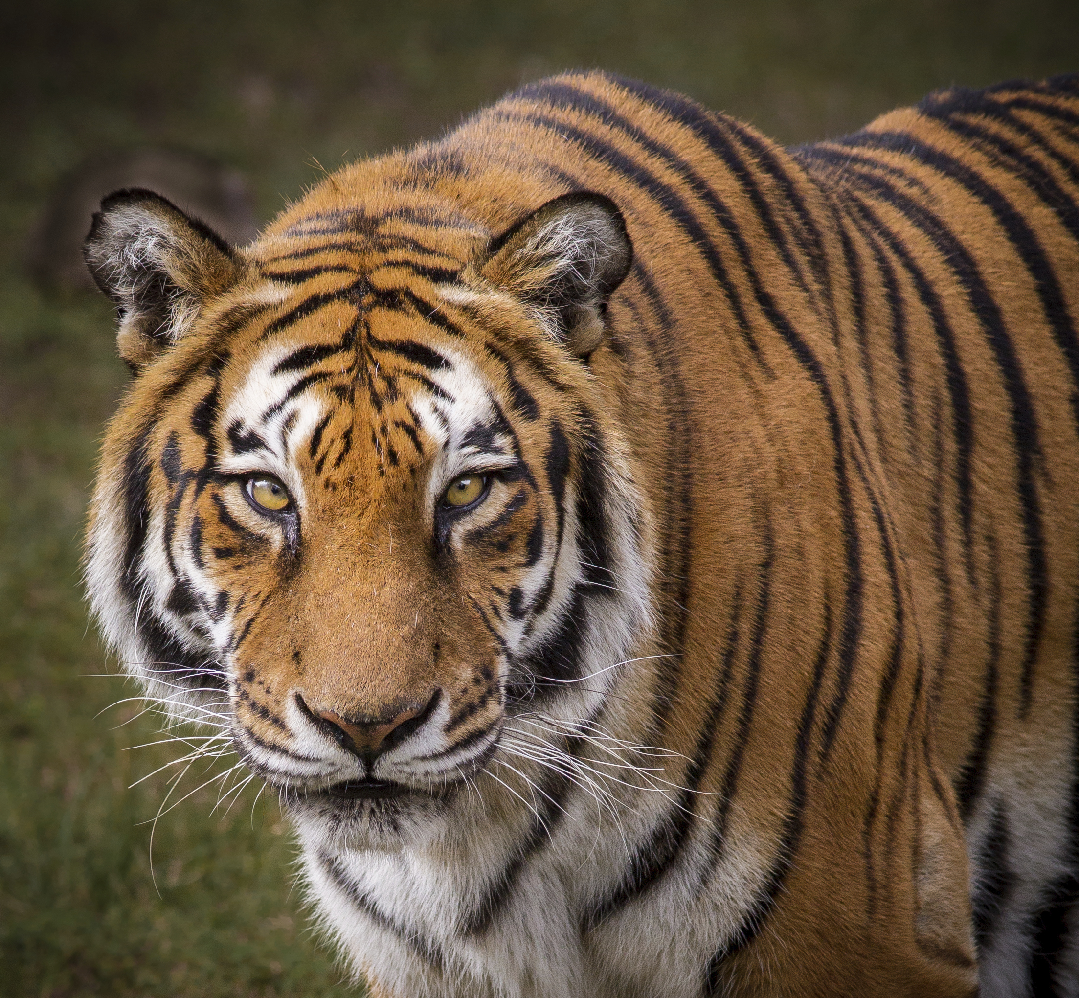 What Are Some Adaptations of a Tiger? | Animals - mom.me