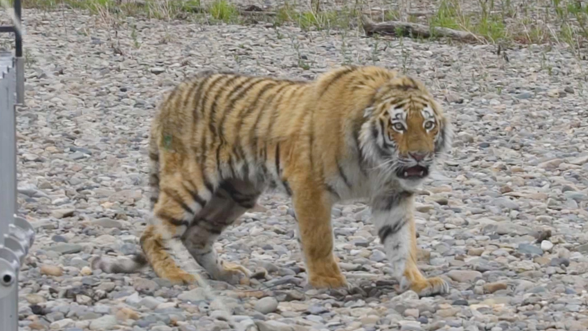 Siberian Tiger Rescued From City Streets, Returned to Wild