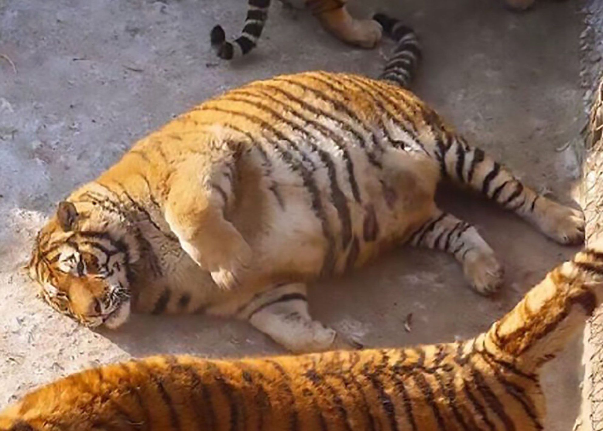 Photos of obese tigers lying around Harbin Tiger Park spark concerns ...