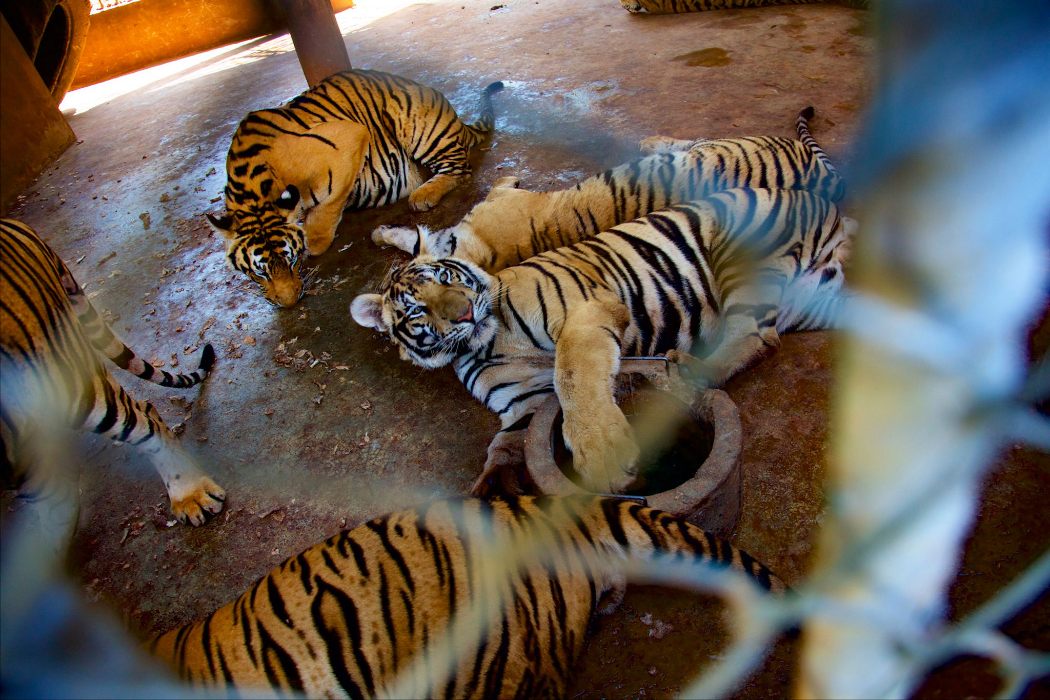 Exclusive: Tiger Temple Accused of Supplying Black Market