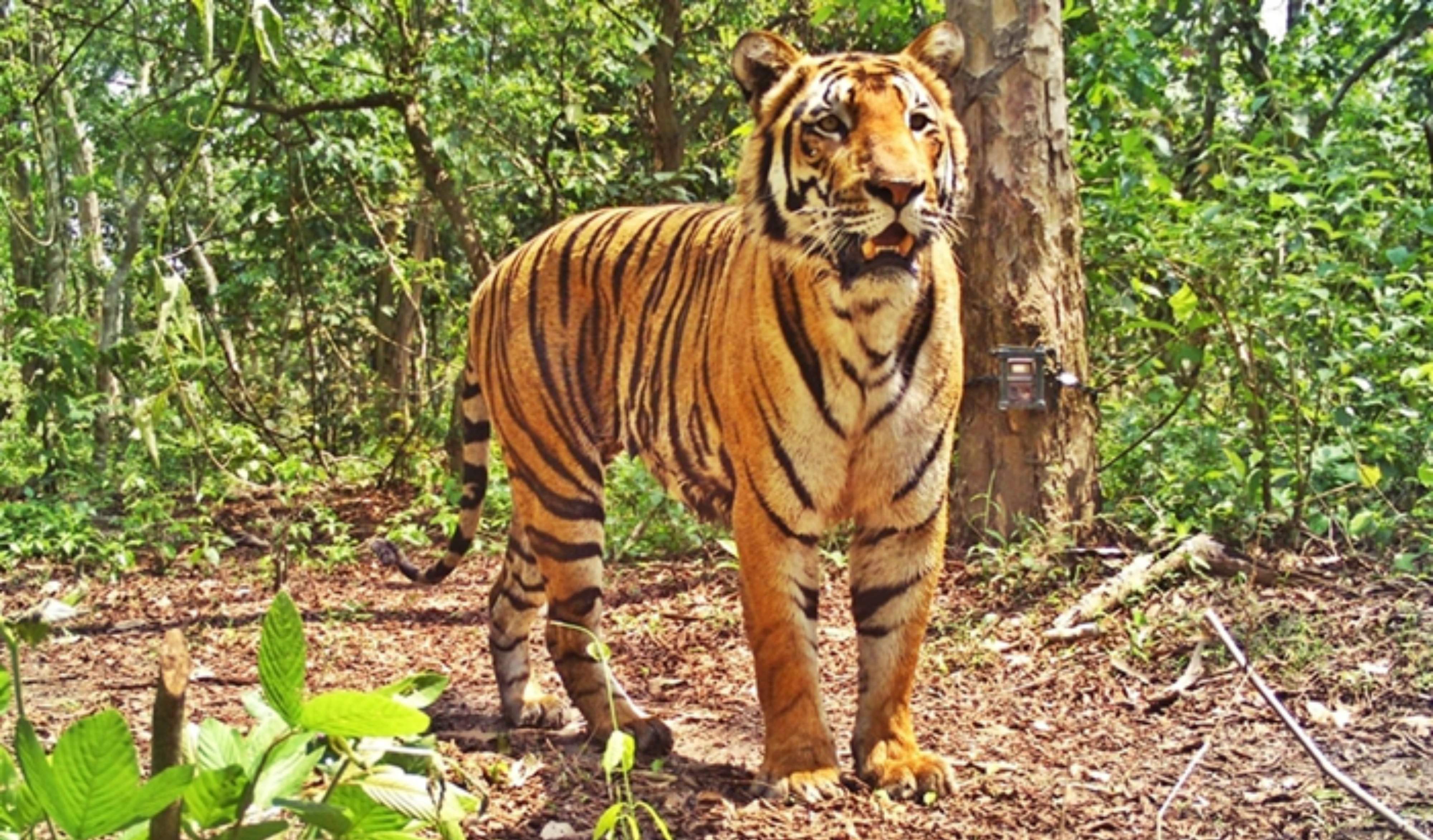 International Tiger Day 2017: 10 national parks in India to spot a ...