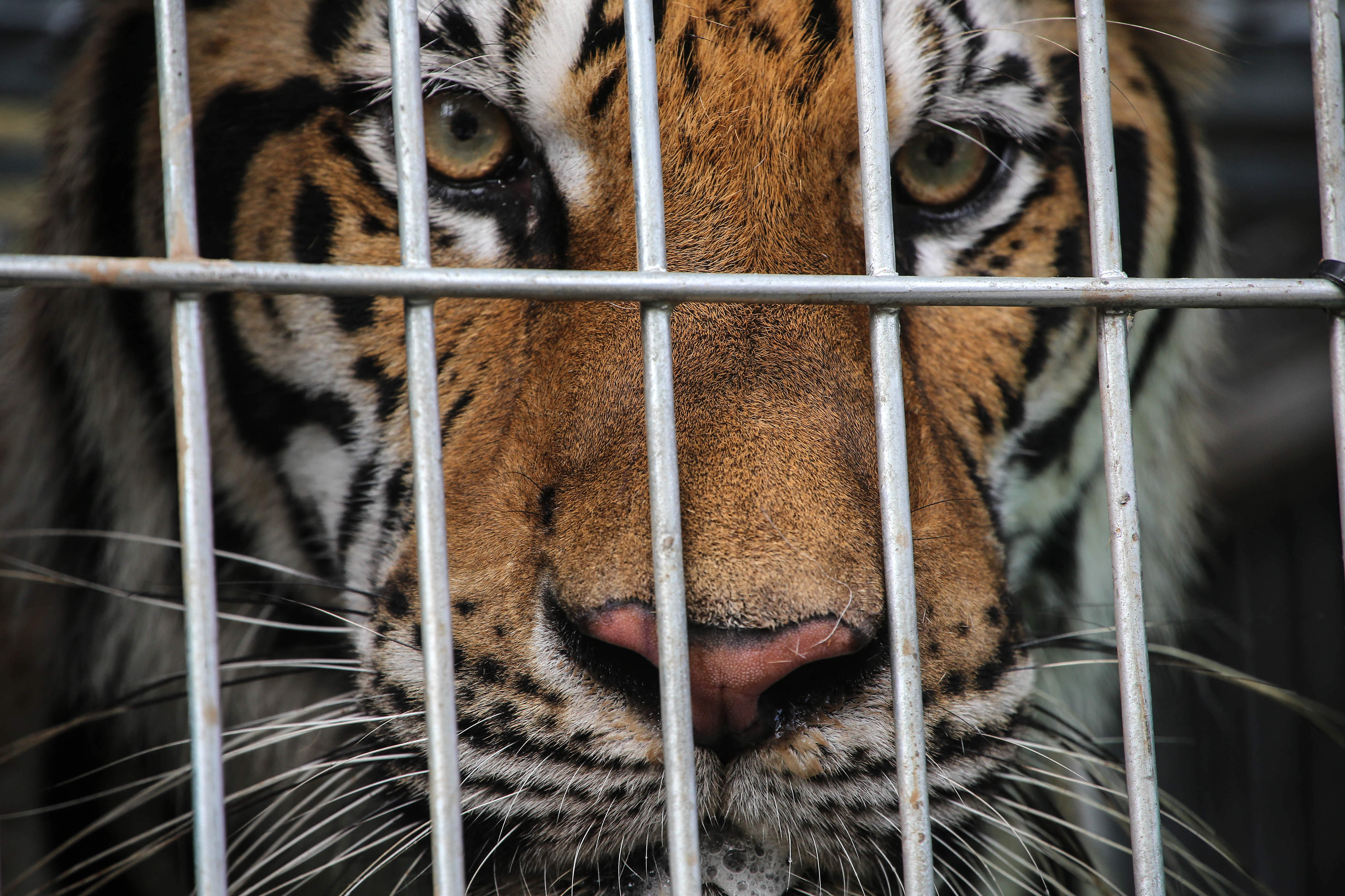 Тигр в клетке