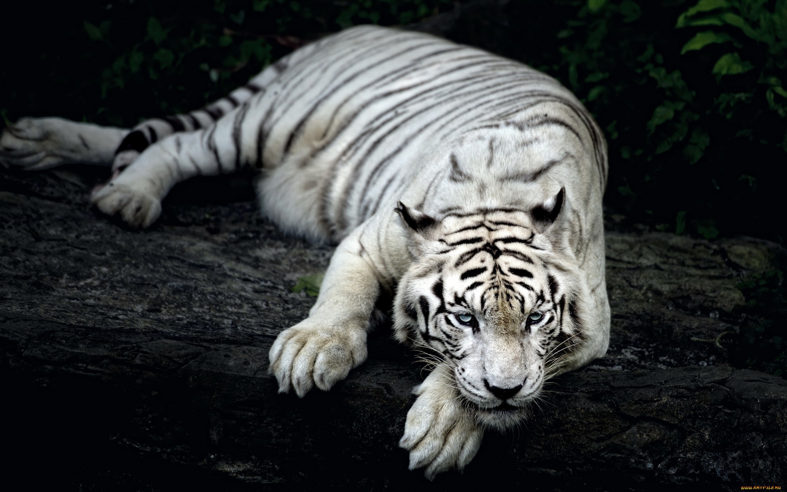 White Tiger Animal Wallpapers in jpg format for free download