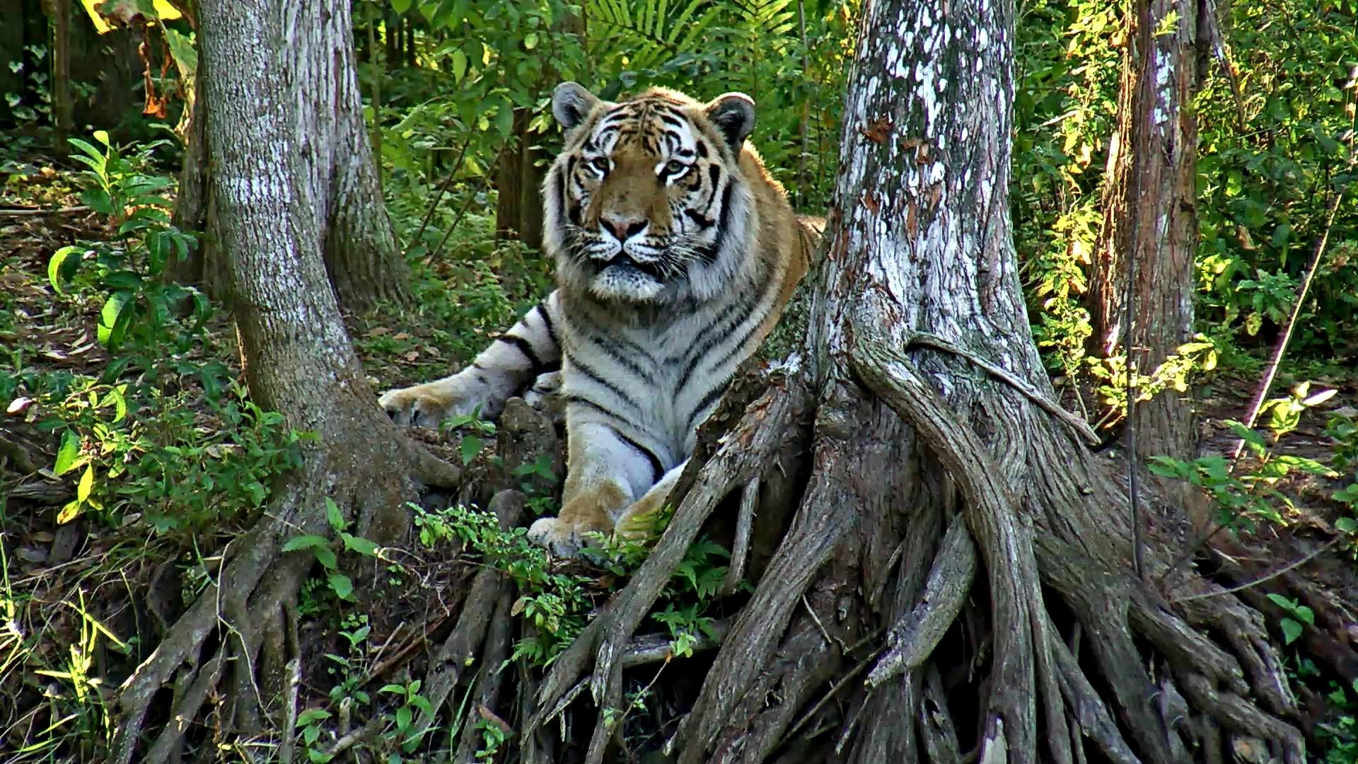 Live Tiger Cam - video of tigers at Big Cat Sanctuary | Explore.org