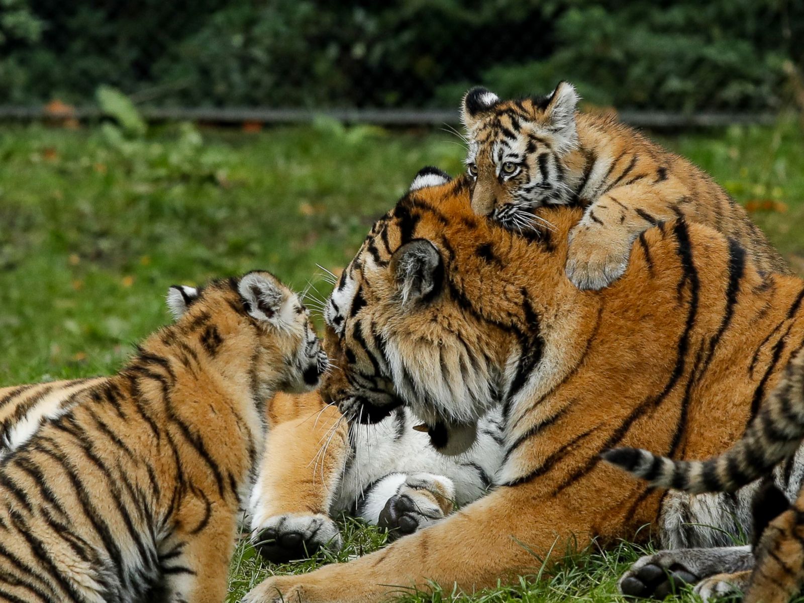 a.abcnews.com/images/International/tiger-dad-meet2...