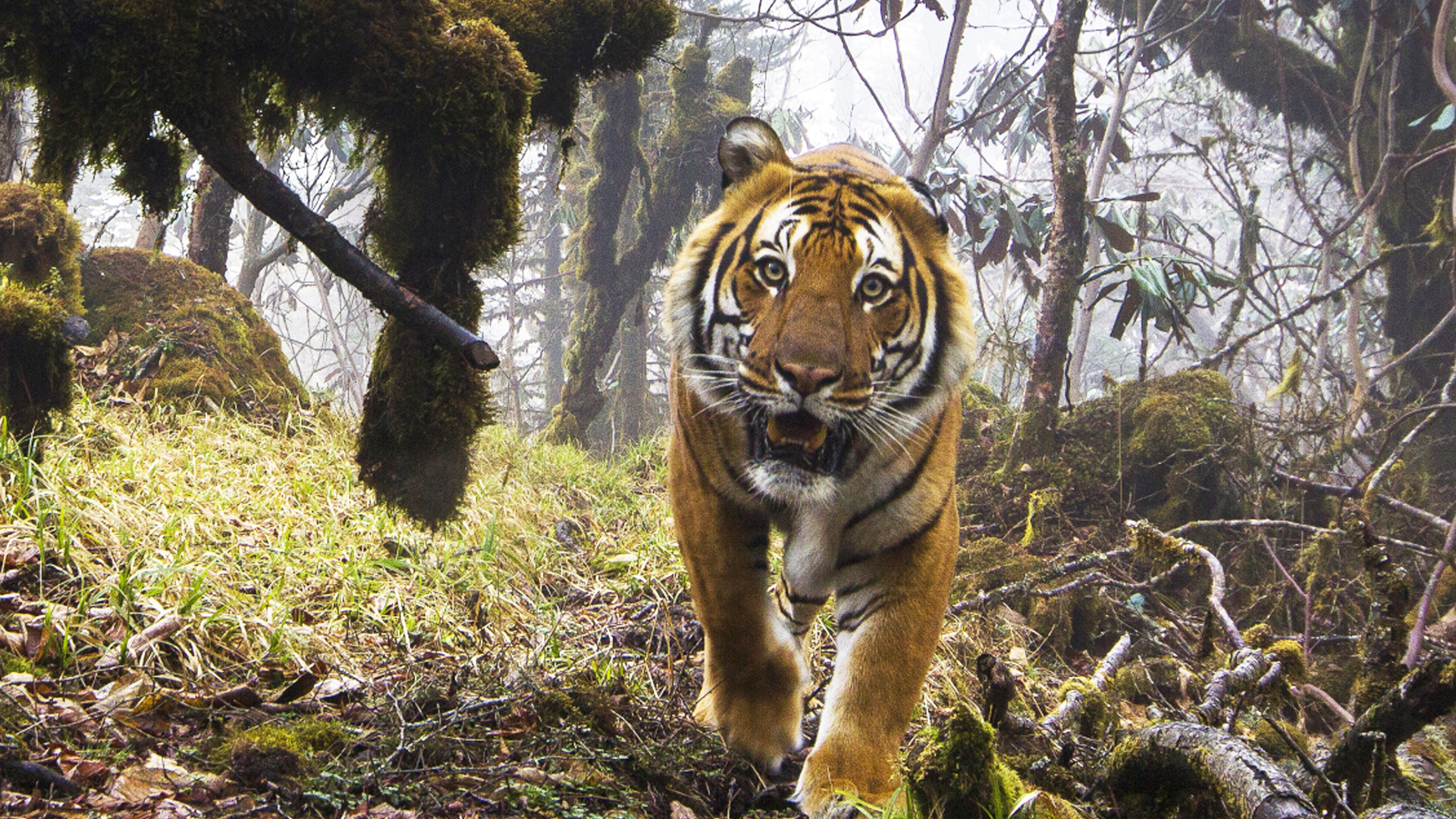 Watch: Extremely Rare Footage of Wild Tigers in Bhutan